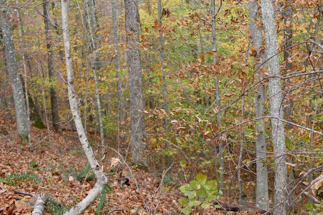 Autumn Ridge Tract 20 photo 15