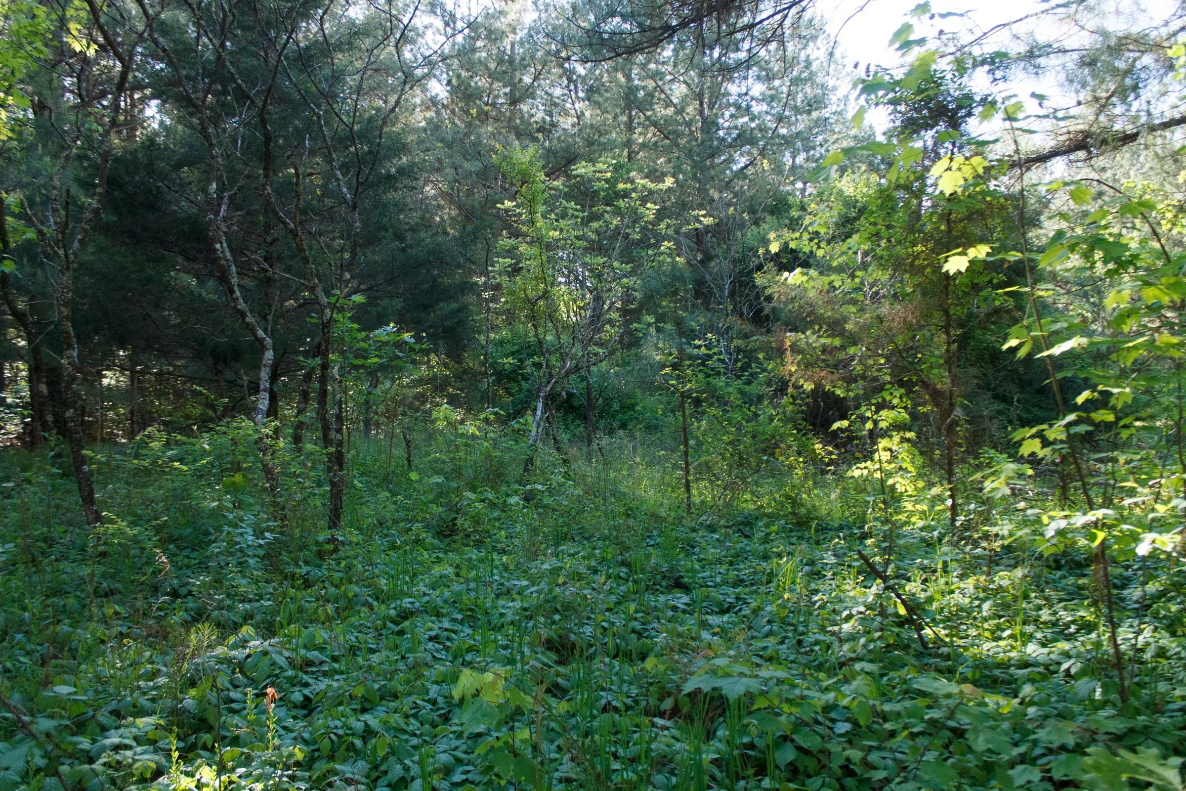 Riverbend Tract 25 photo 2