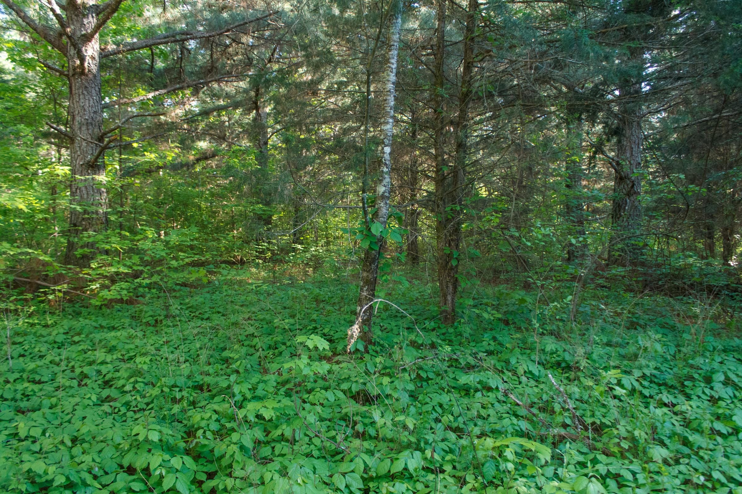 Riverbend Tract 25 photo 4