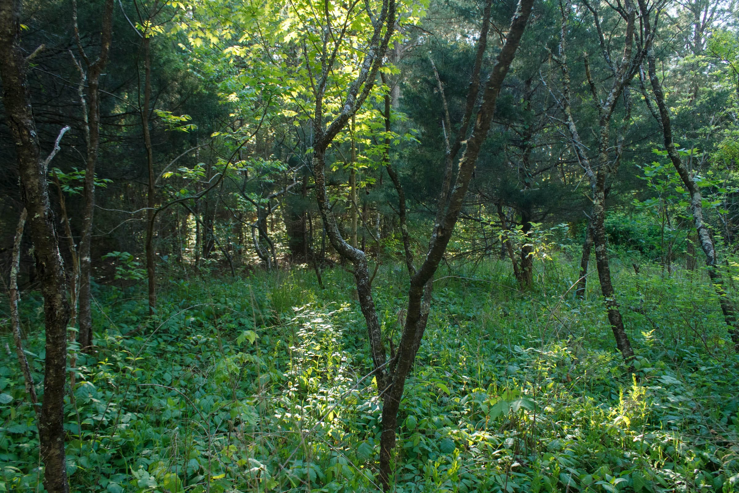 Riverbend Tract 25 photo 5