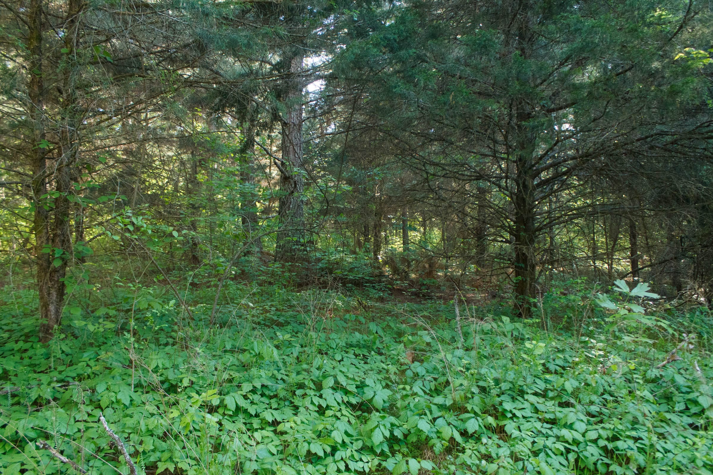 Riverbend Tract 25 photo 6