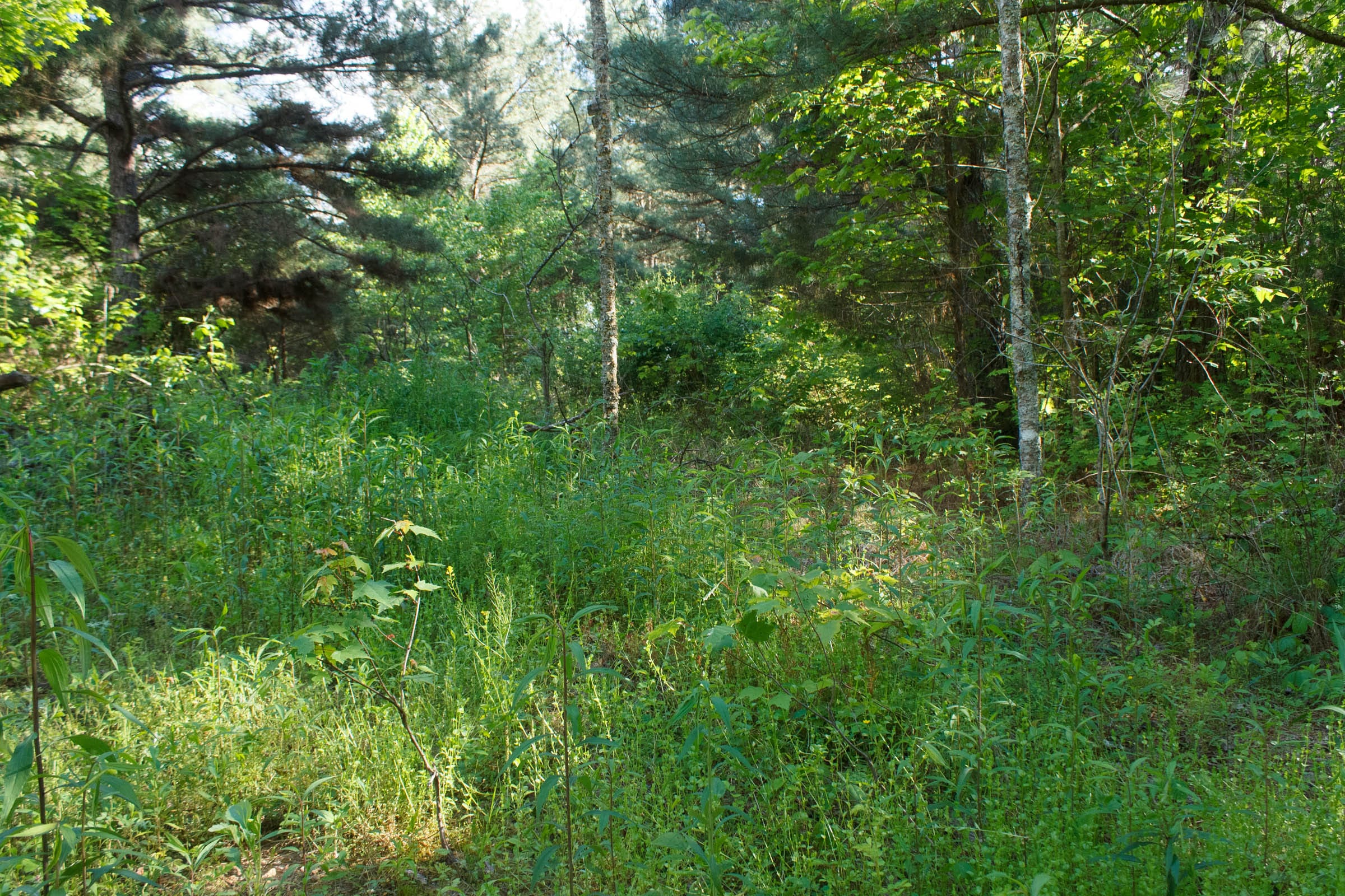 Riverbend Tract 25 photo 7