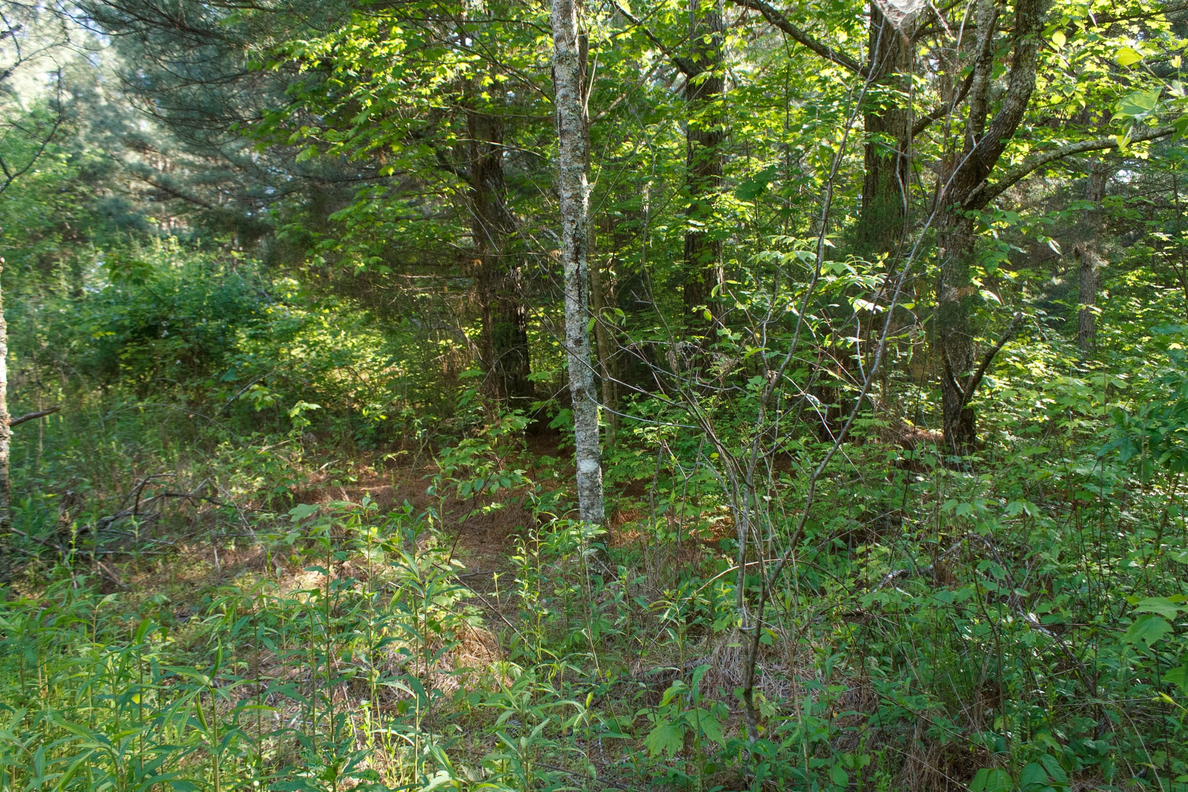 Riverbend Tract 25 photo 8