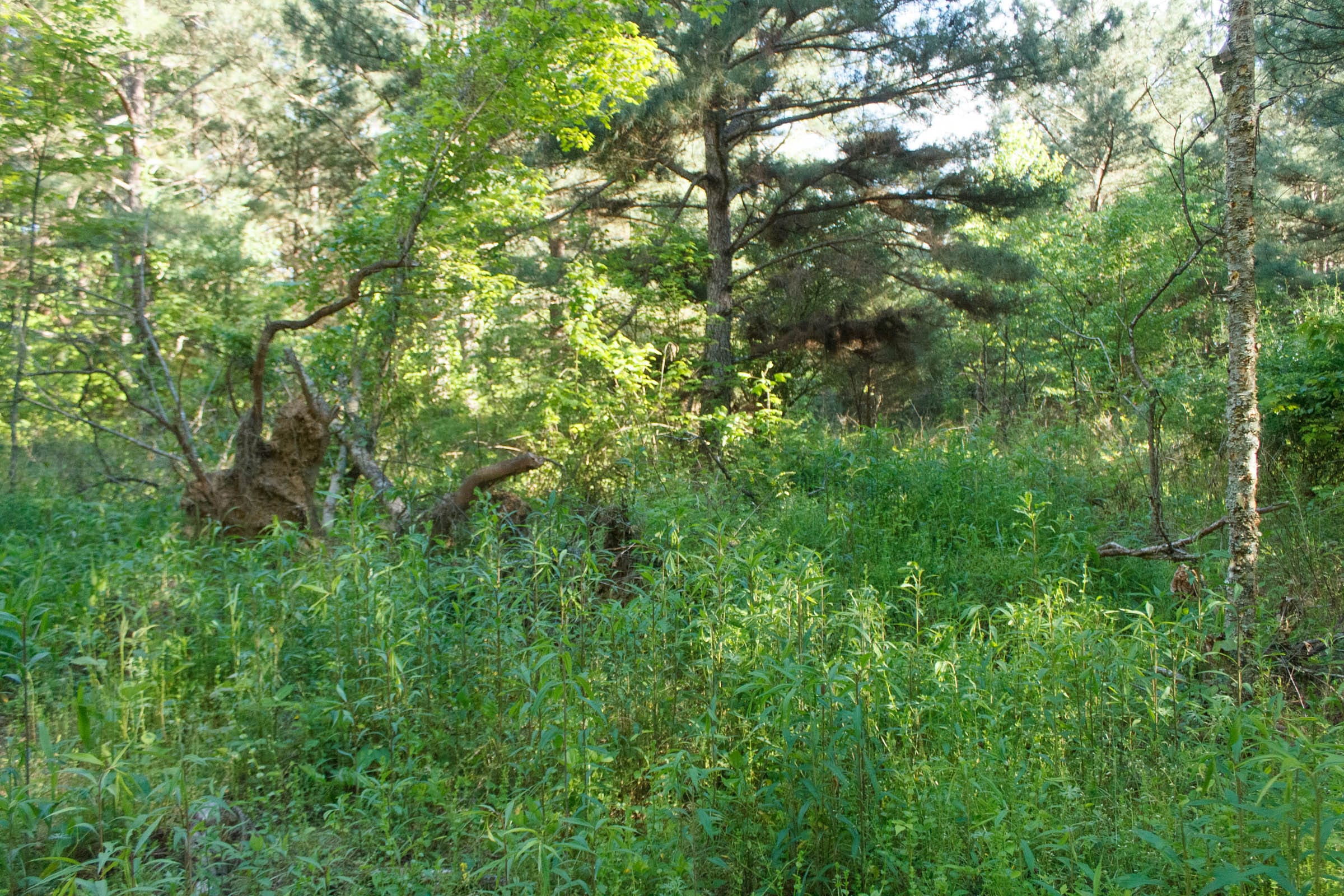 Riverbend Tract 25 photo 9