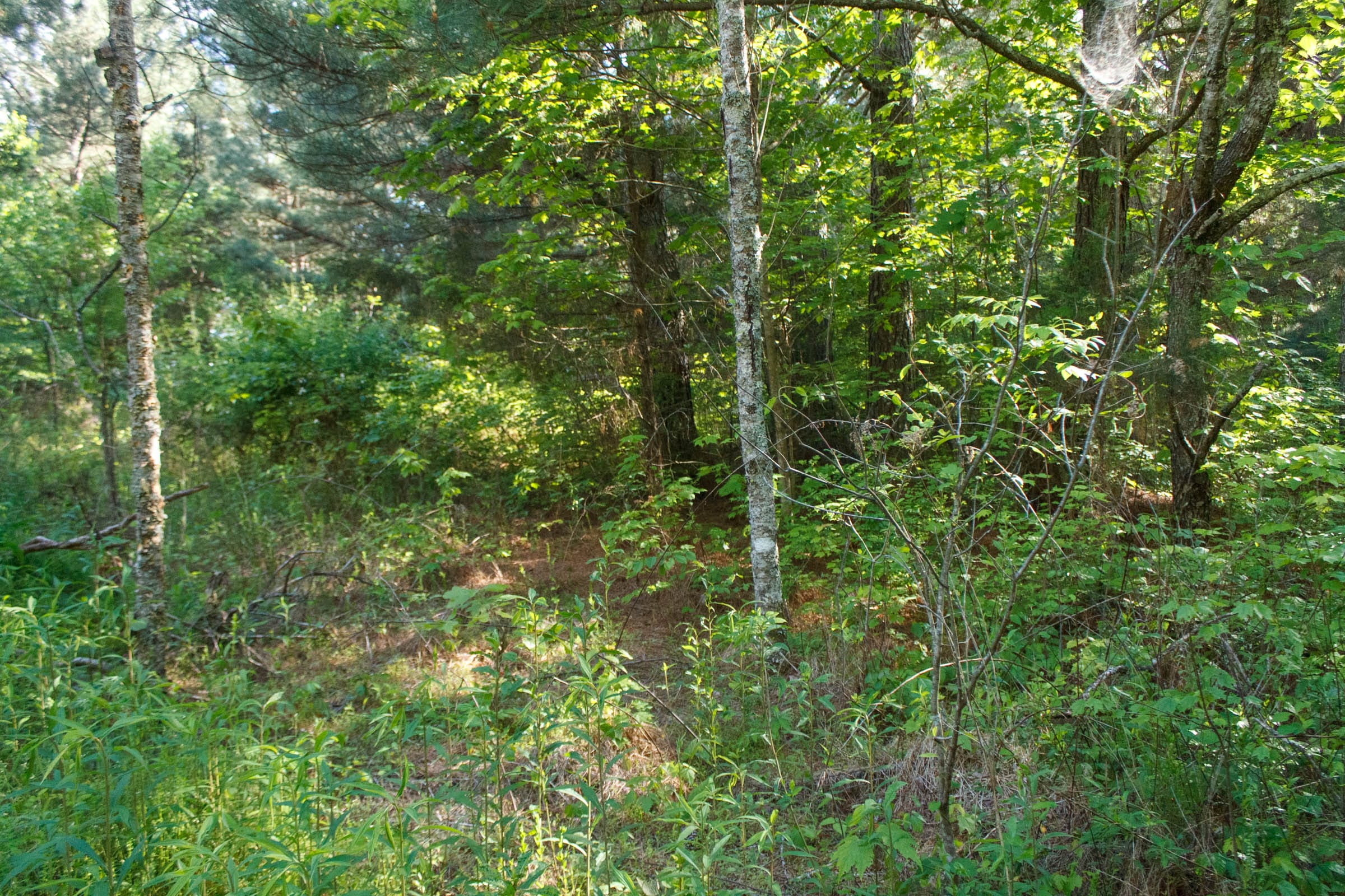 Riverbend Tract 25 photo 10