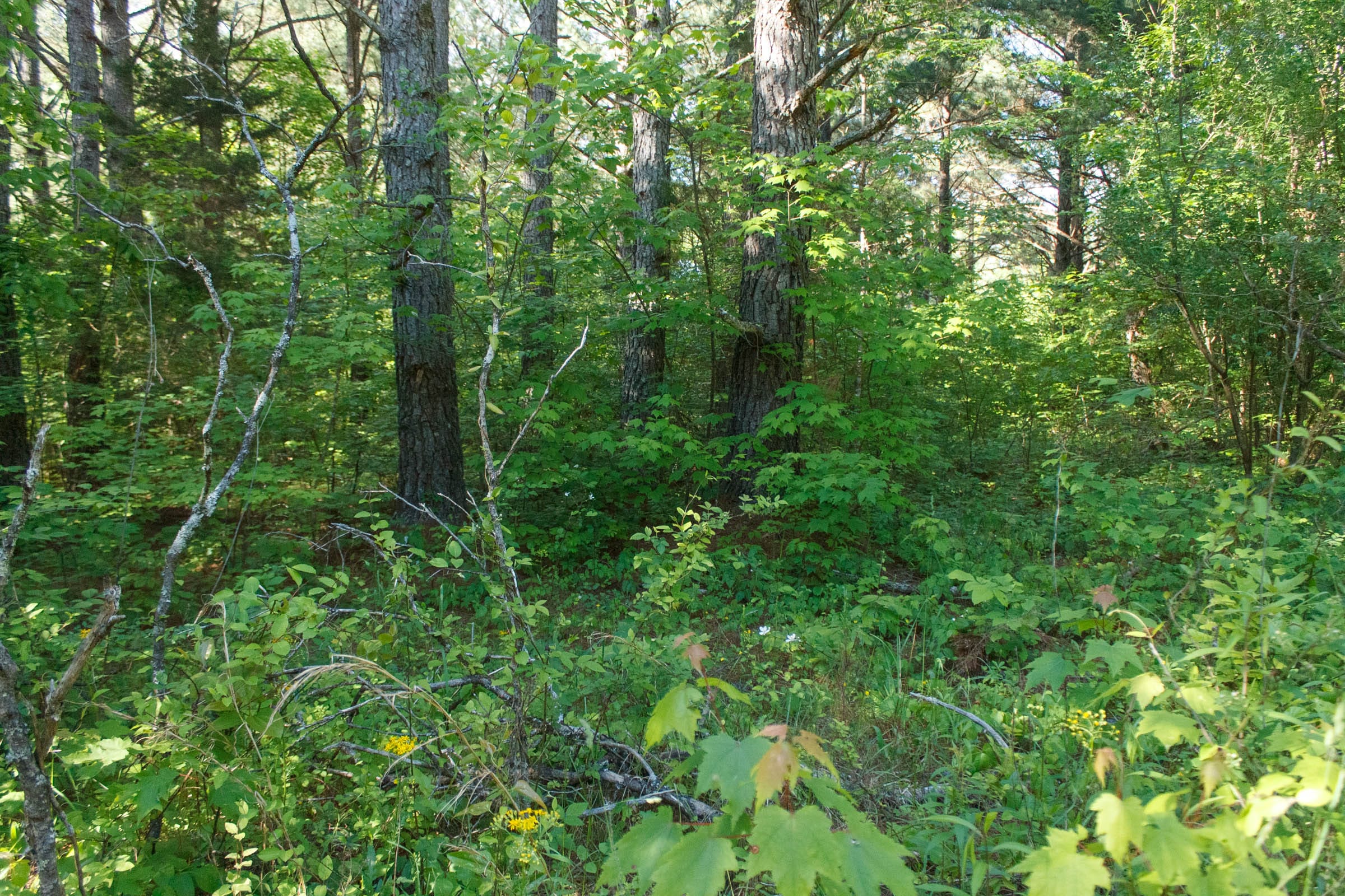 Riverbend Tract 25 photo 11