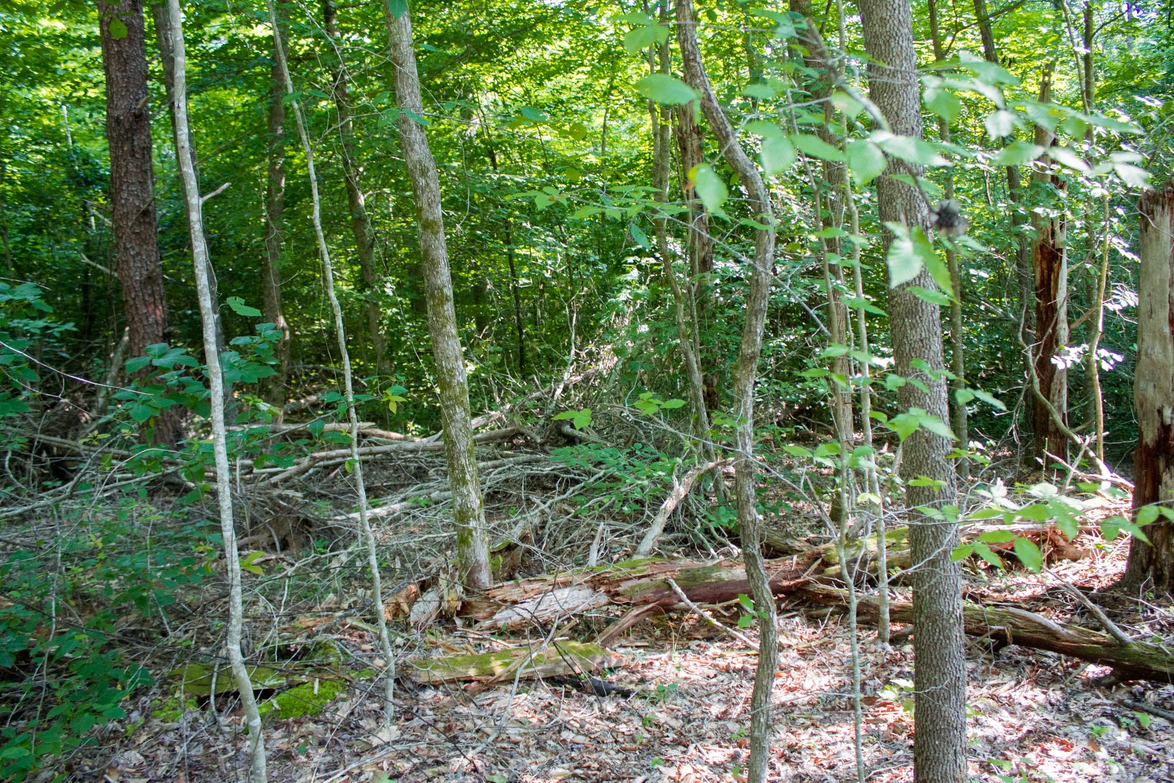 Bluewater Ridge Tract 24 photo 12