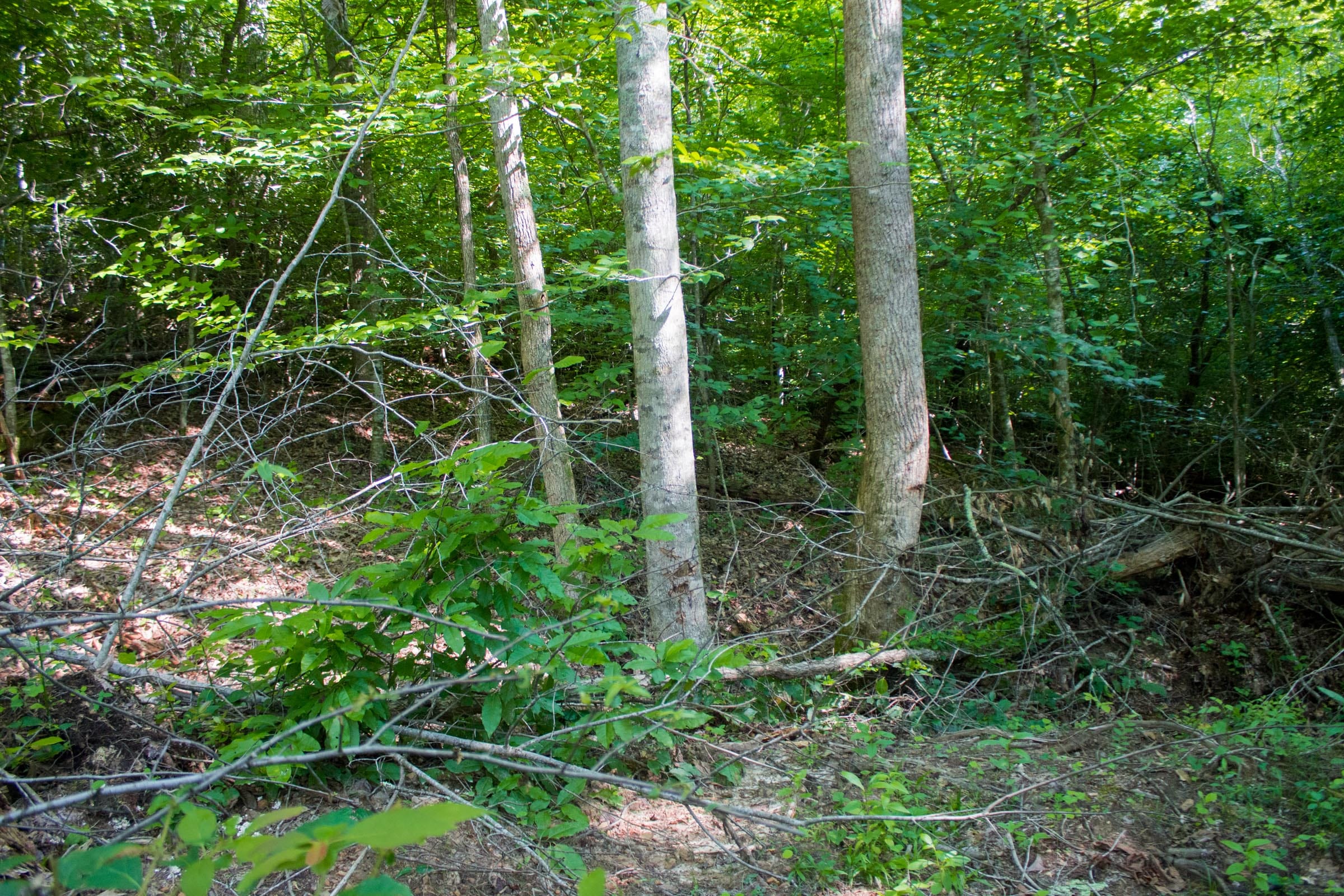 Bluewater Ridge Tract 24 photo 13