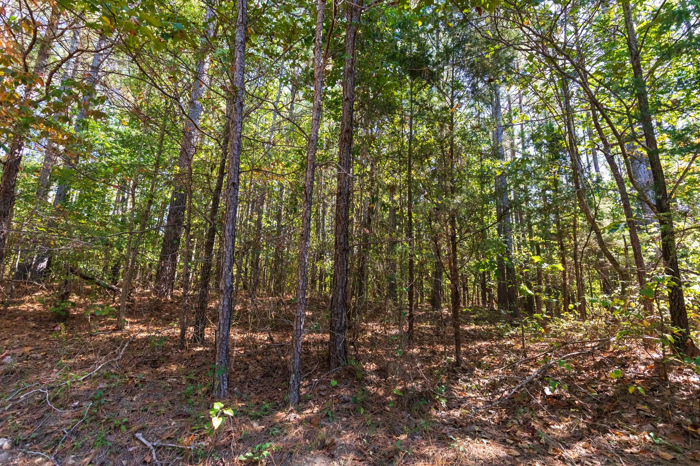 Bear Brook Tract 3 photo 4
