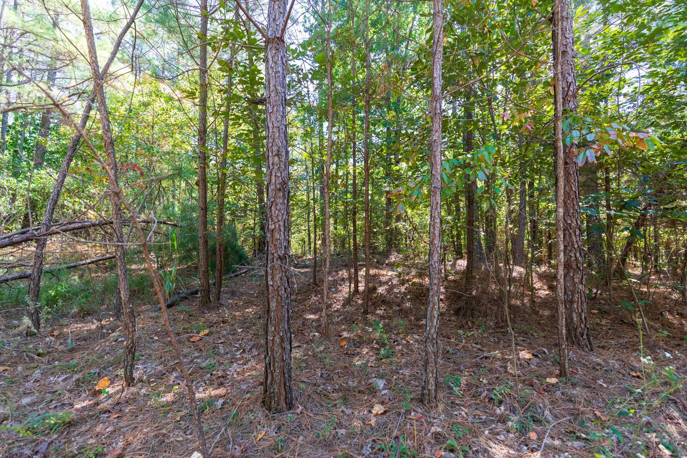 Bear Brook Tract 3 photo 8