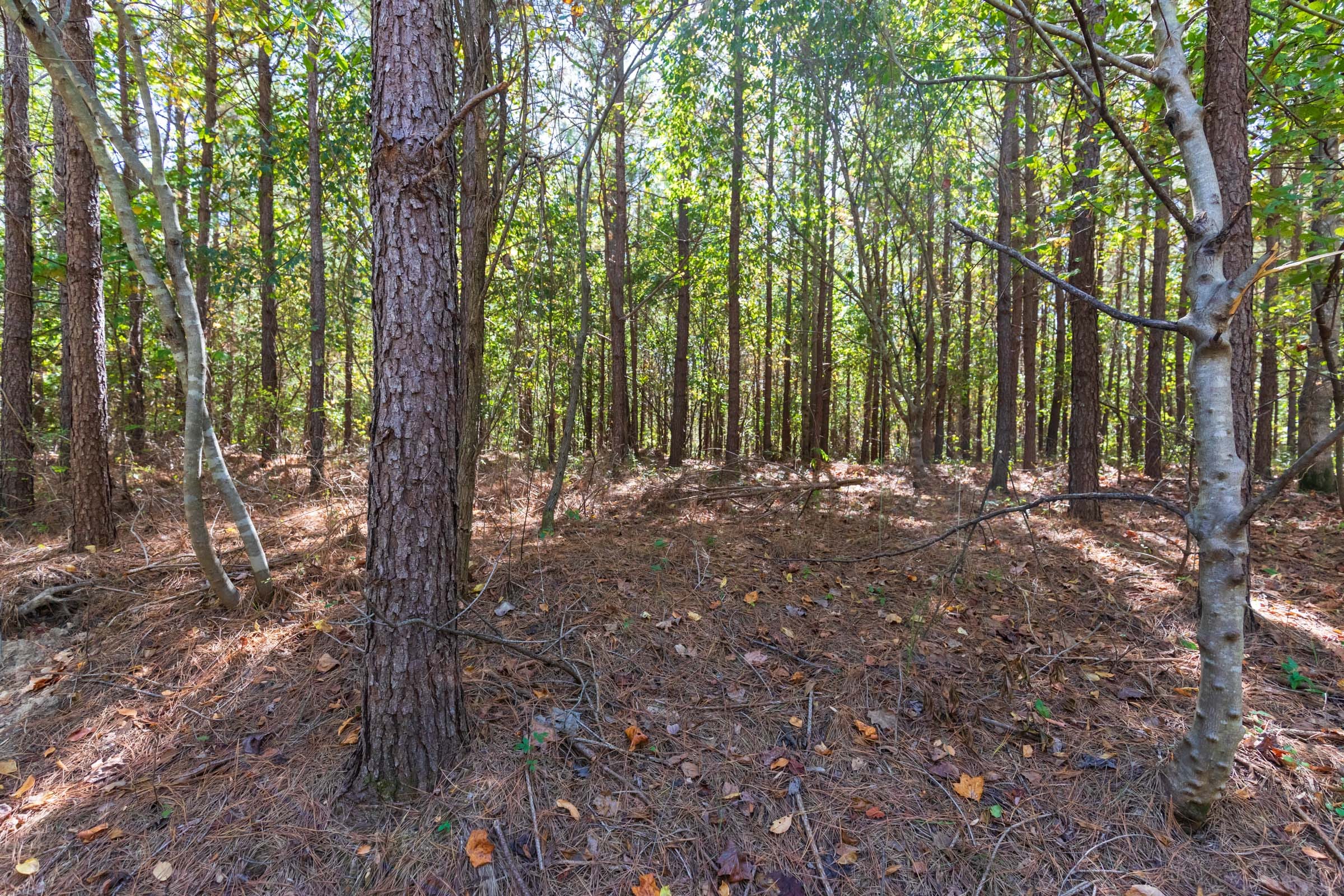 Bear Brook Tract 3 photo 10