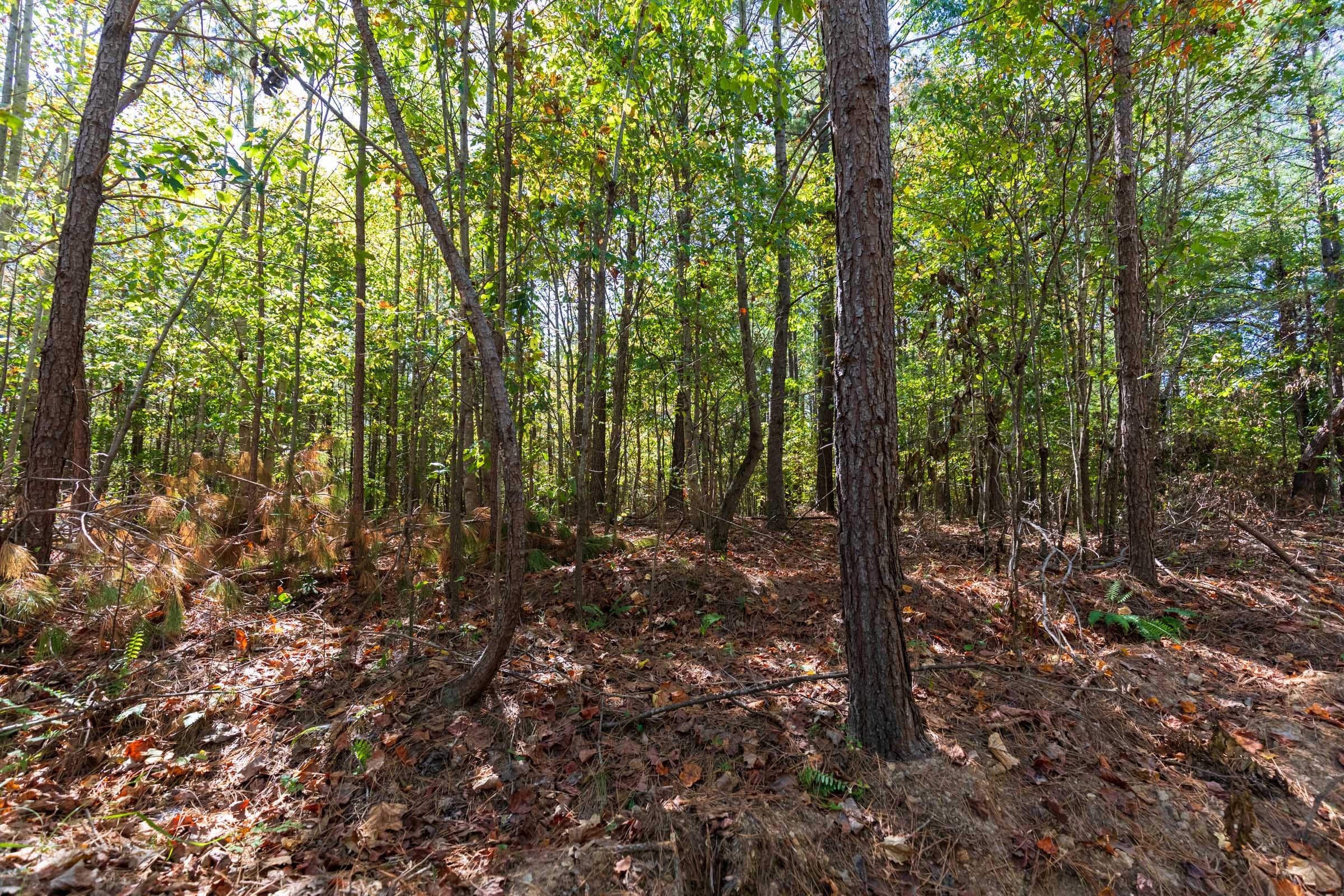 Bear Brook Tract 3 photo 12