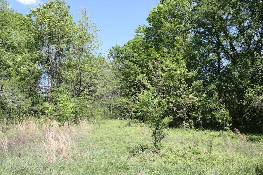 Saddlebrook Ranch Tract 41 photo 3