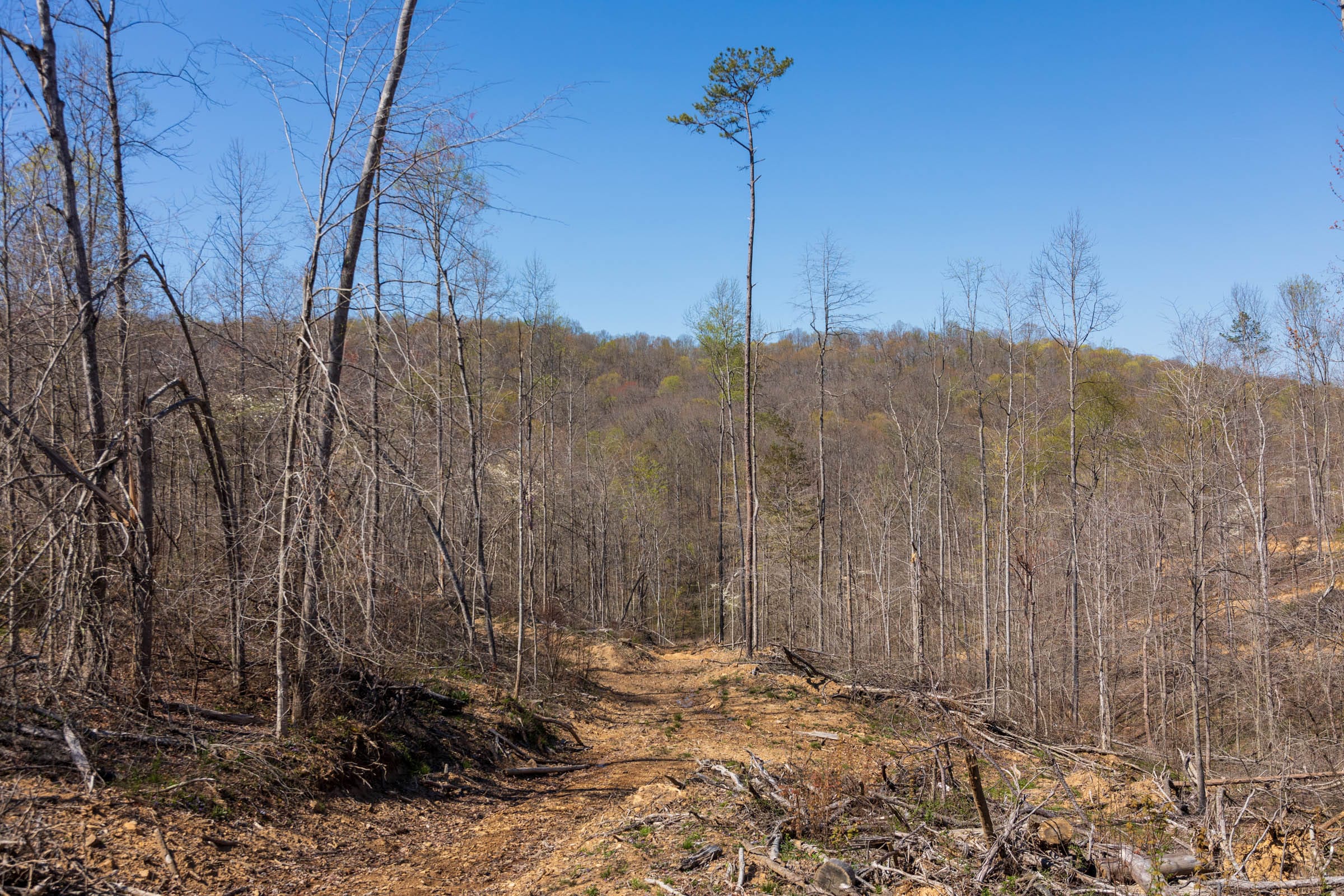 Creek Hollow Phase I Tract 54 photo 5