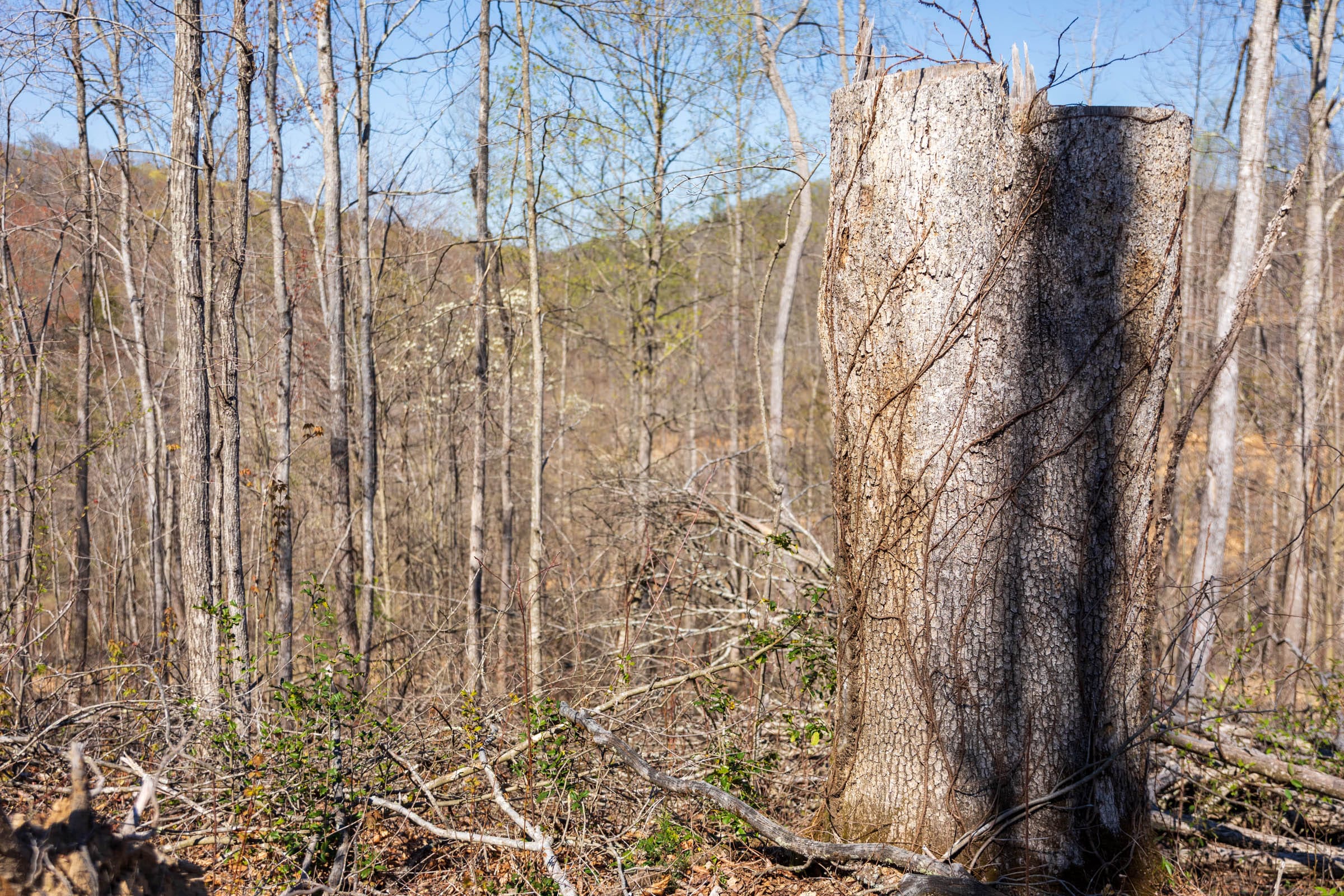 Creek Hollow Phase I Tract 54 photo 7