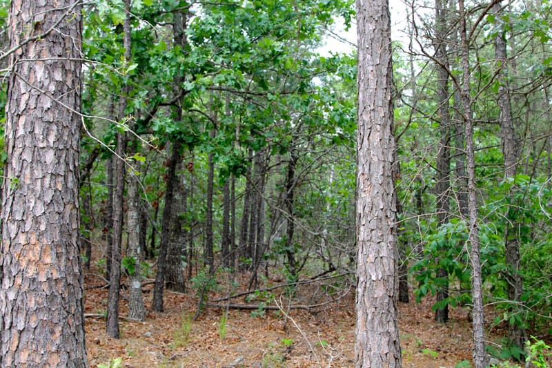 Trophy Ridge Phase II Tract 87 photo 2