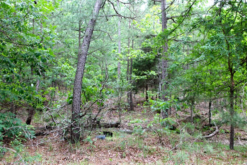 Trophy Ridge Phase II Tract 87 photo 4