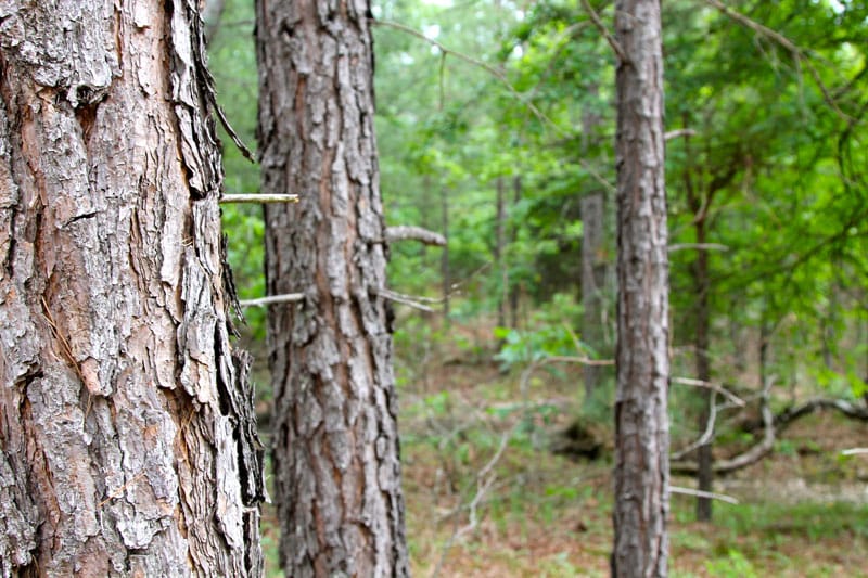 Trophy Ridge Phase II Tract 87 photo 5