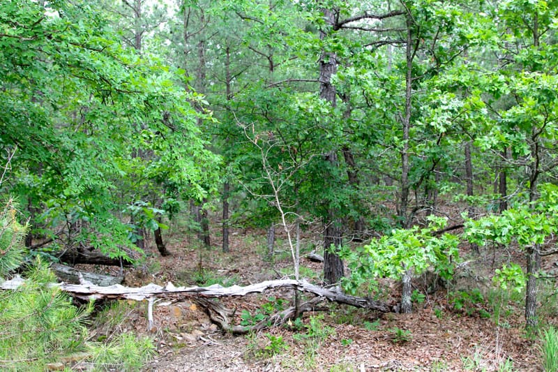 Trophy Ridge Phase II Tract 87 photo 6