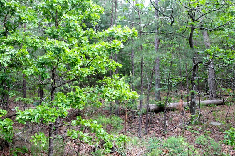Trophy Ridge Phase II Tract 87 photo 7