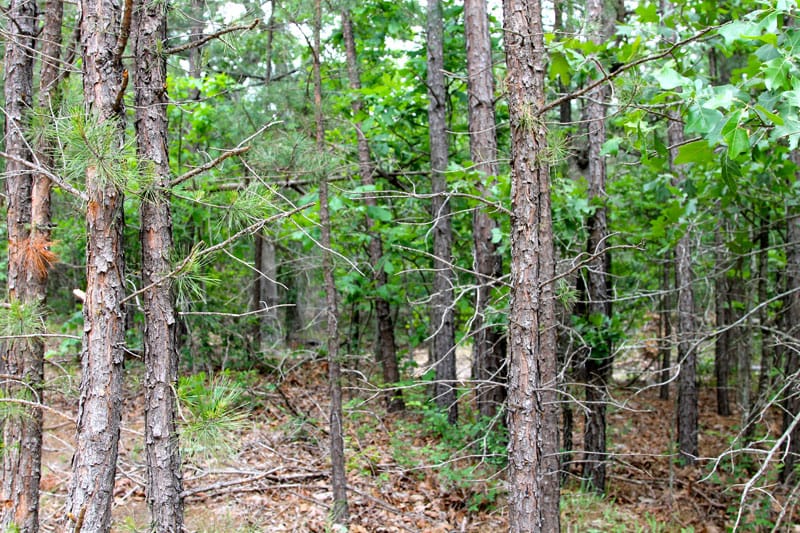 Trophy Ridge Phase II Tract 87 photo 8