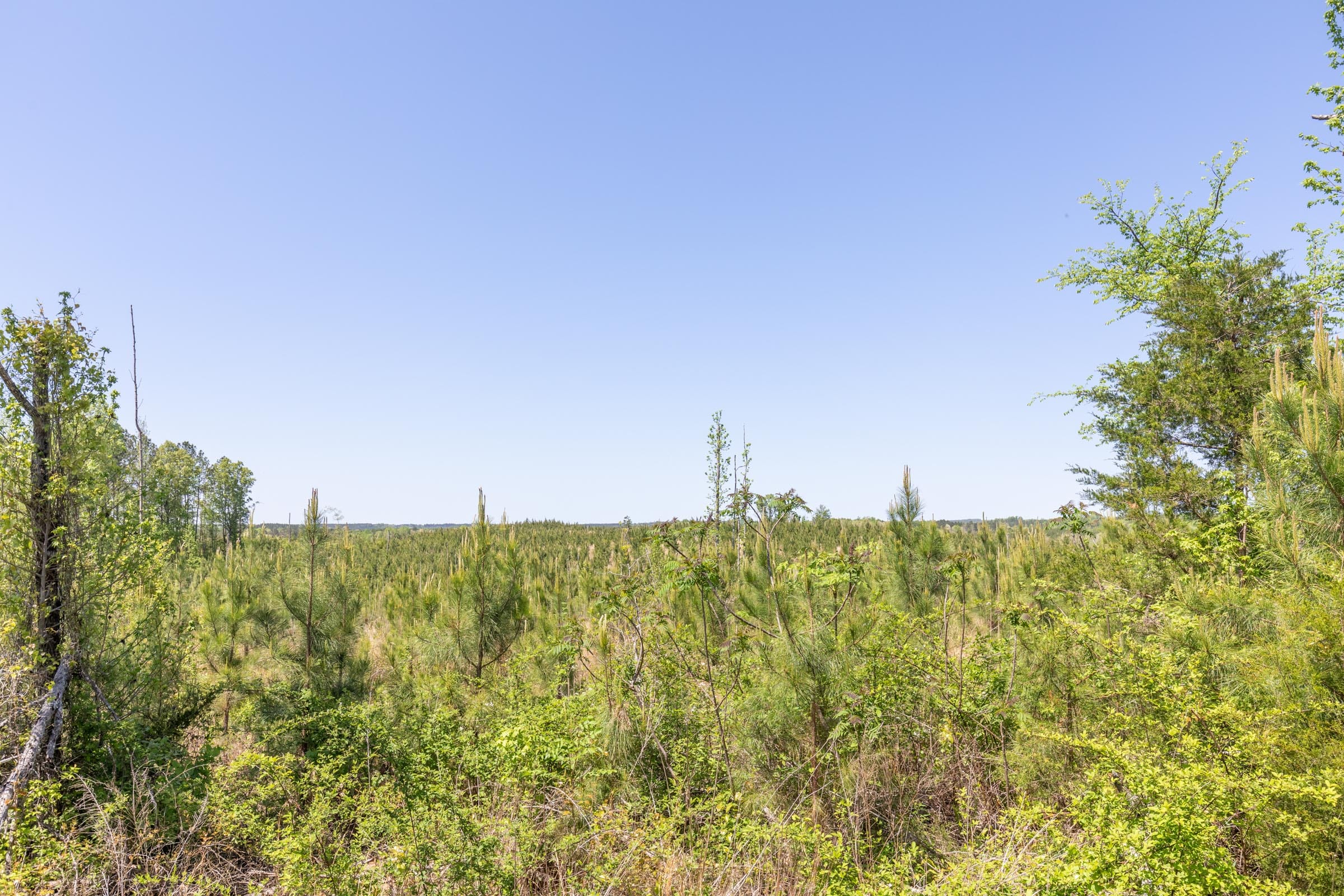 Clear Wood Tract 6 photo 4