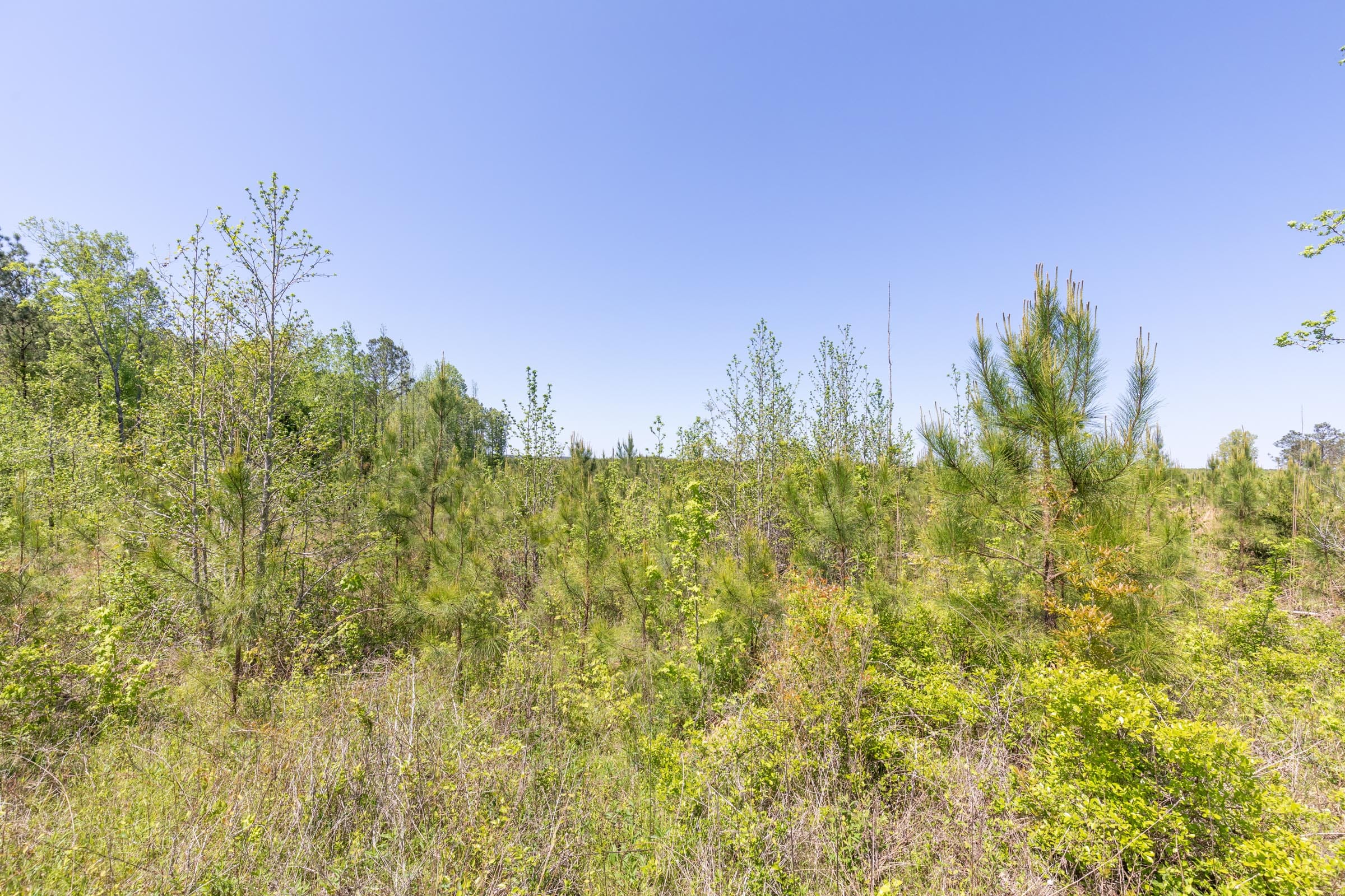 Clear Wood Tract 6 photo 5