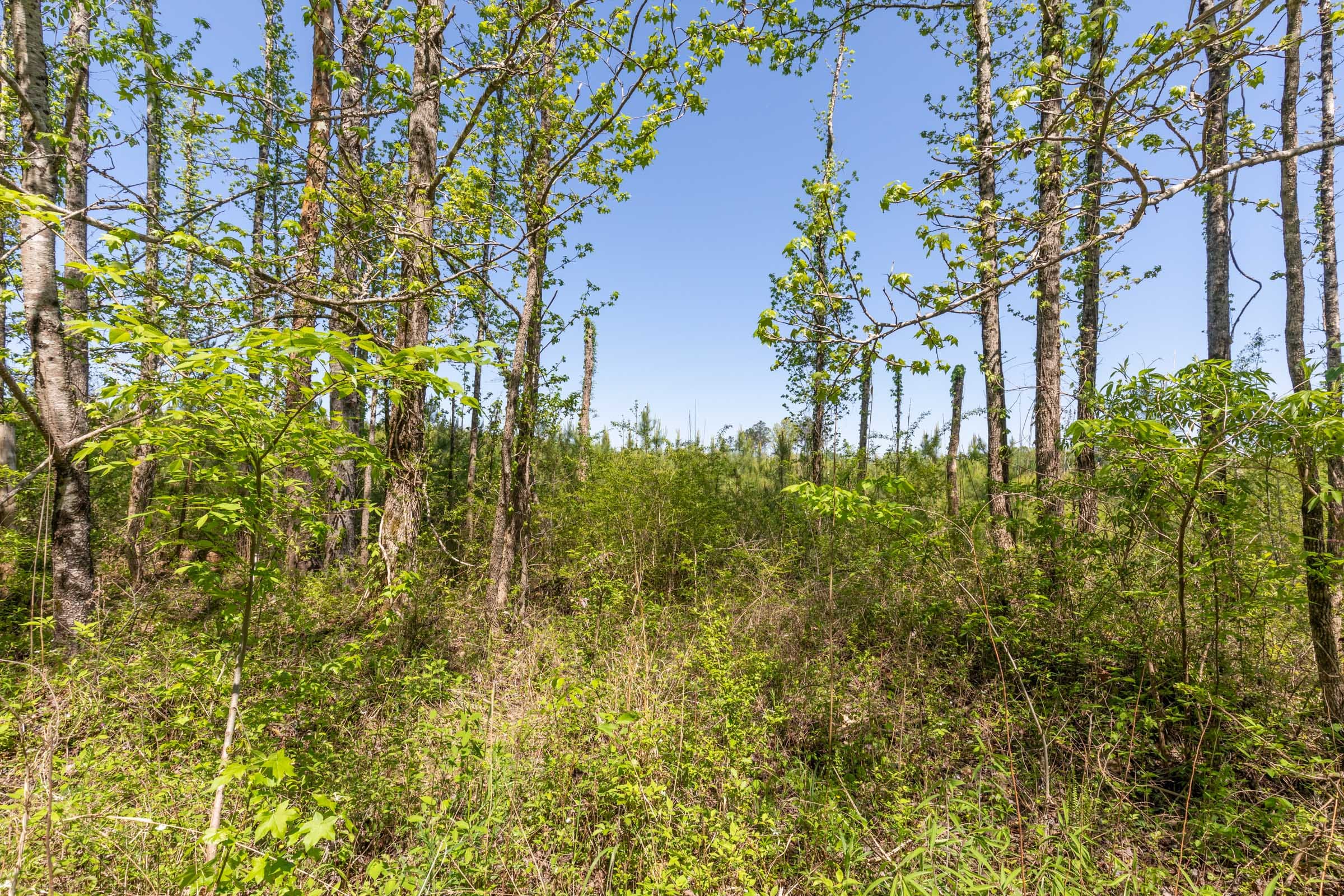Clear Wood Tract 6 photo 7