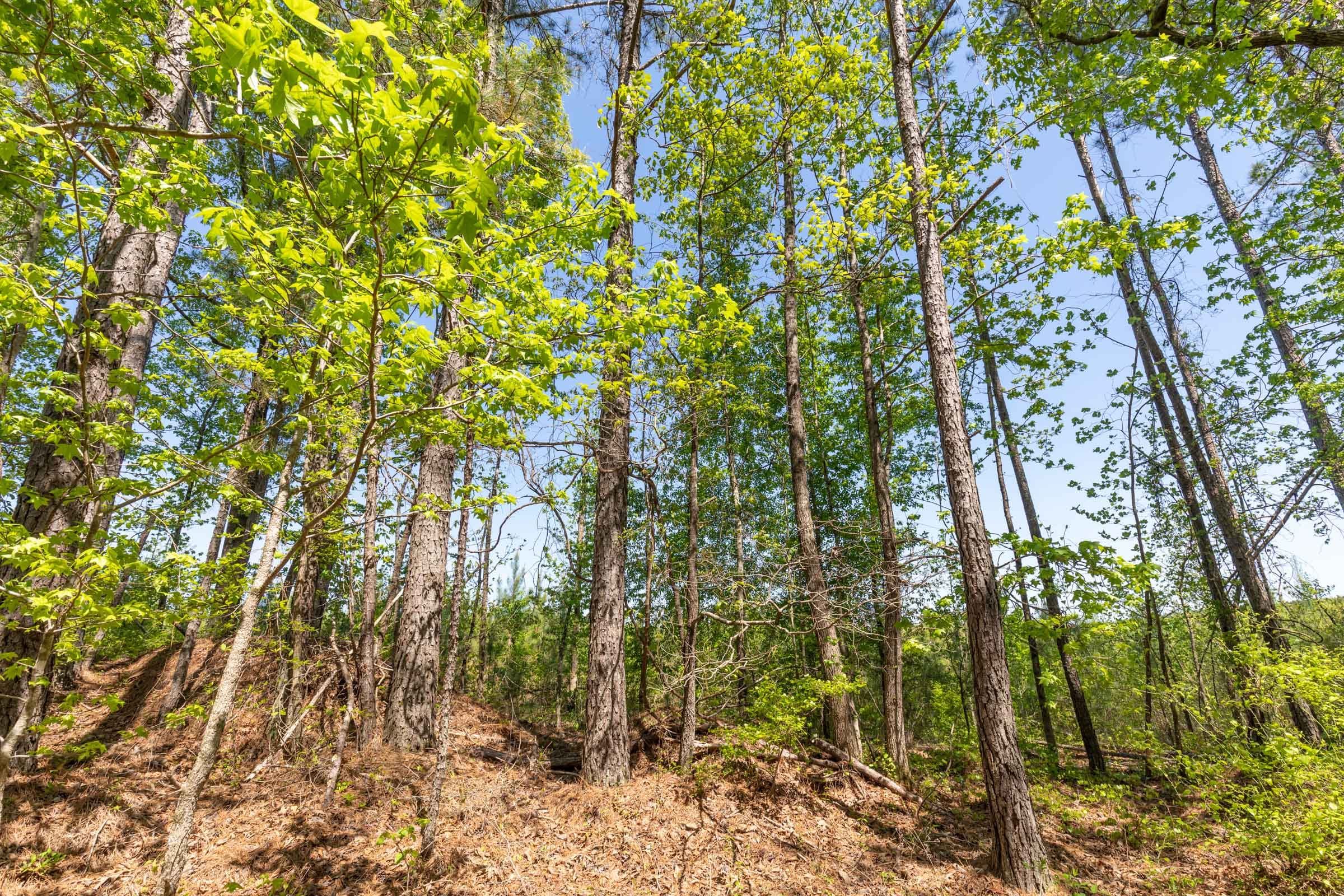 Clear Wood Tract 6 photo 10