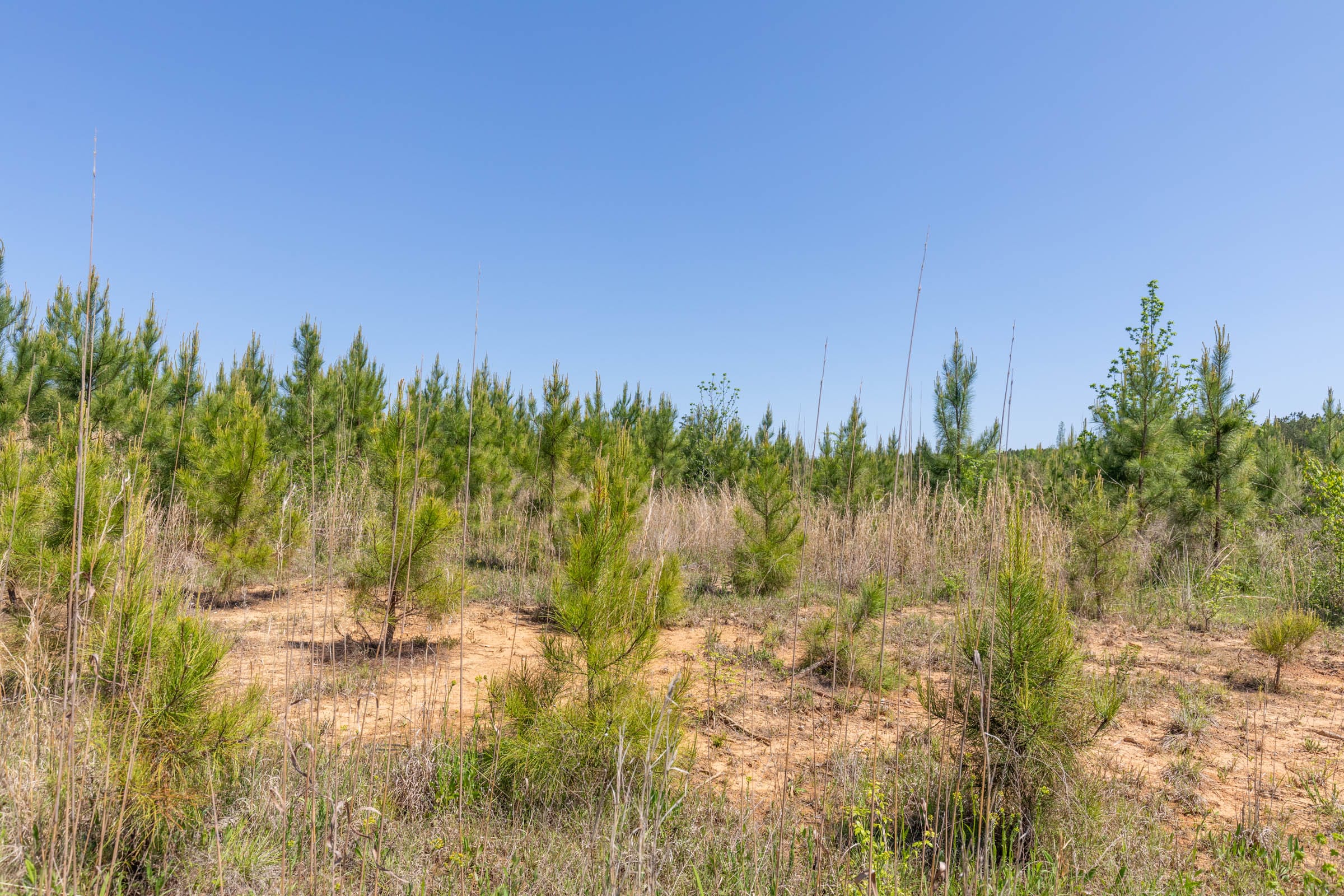 Clear Wood Tract 6 photo 12