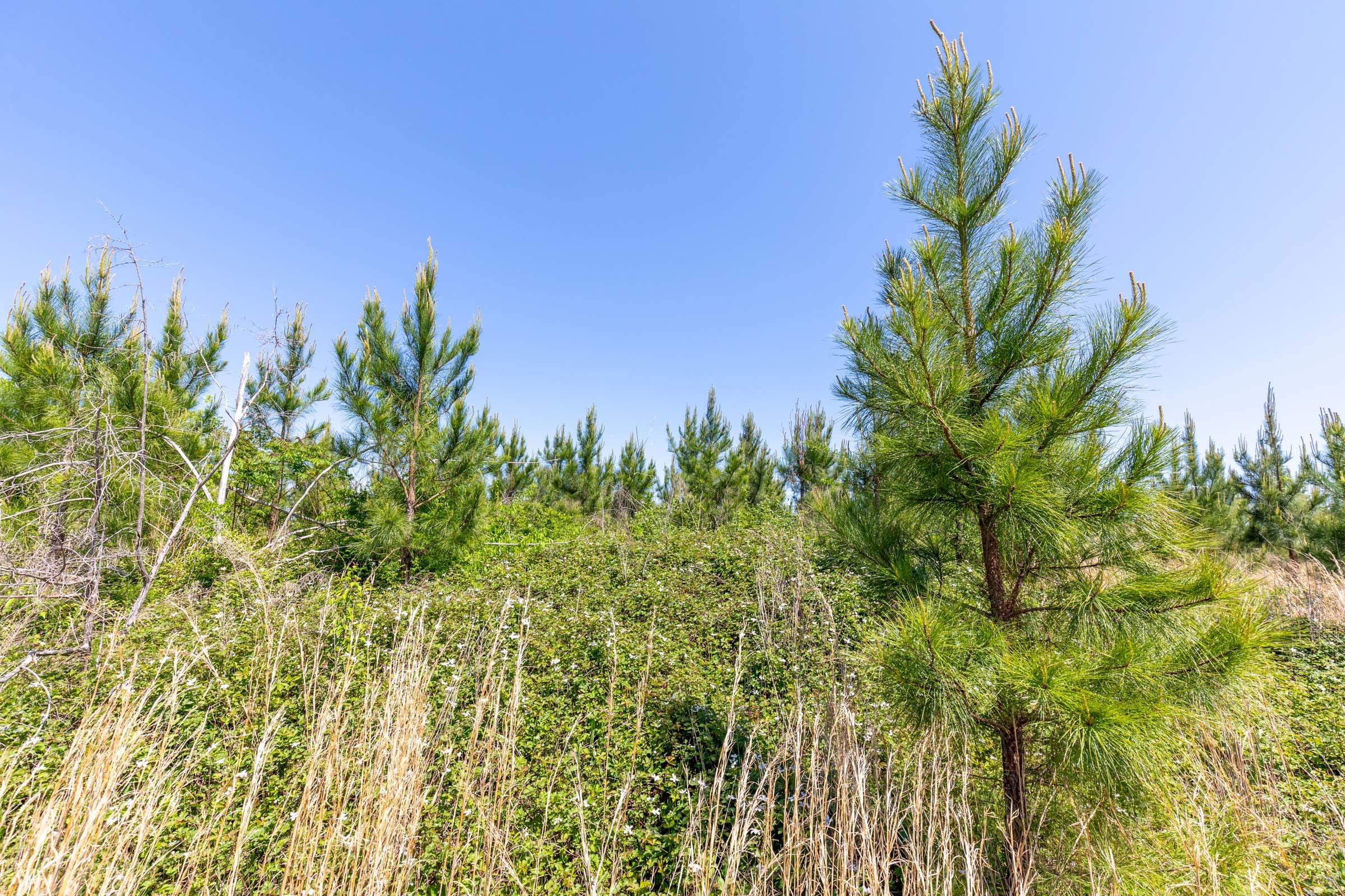 Clear Wood Tract 6 photo 13
