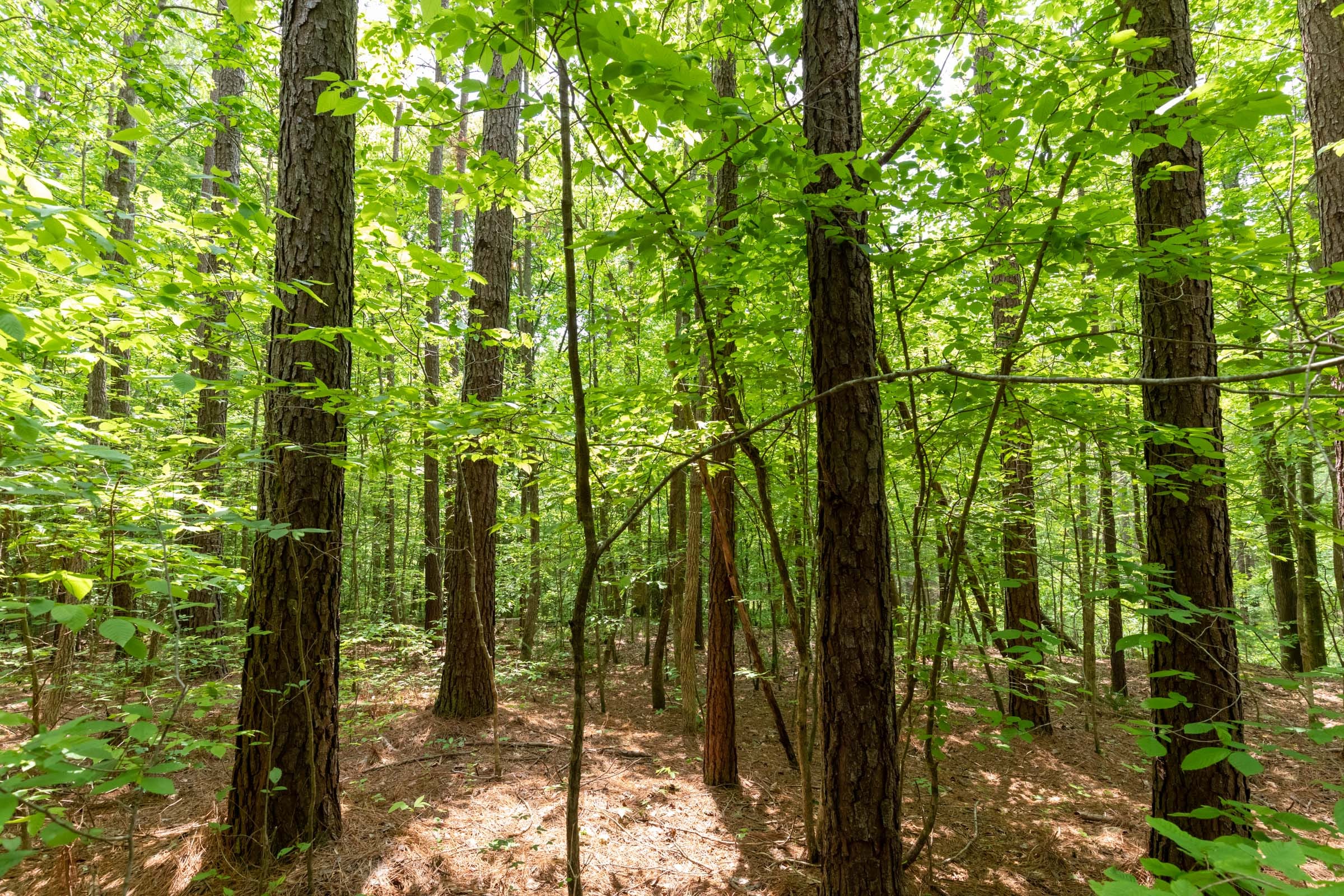 Cedar Creek Tract 37 photo 4