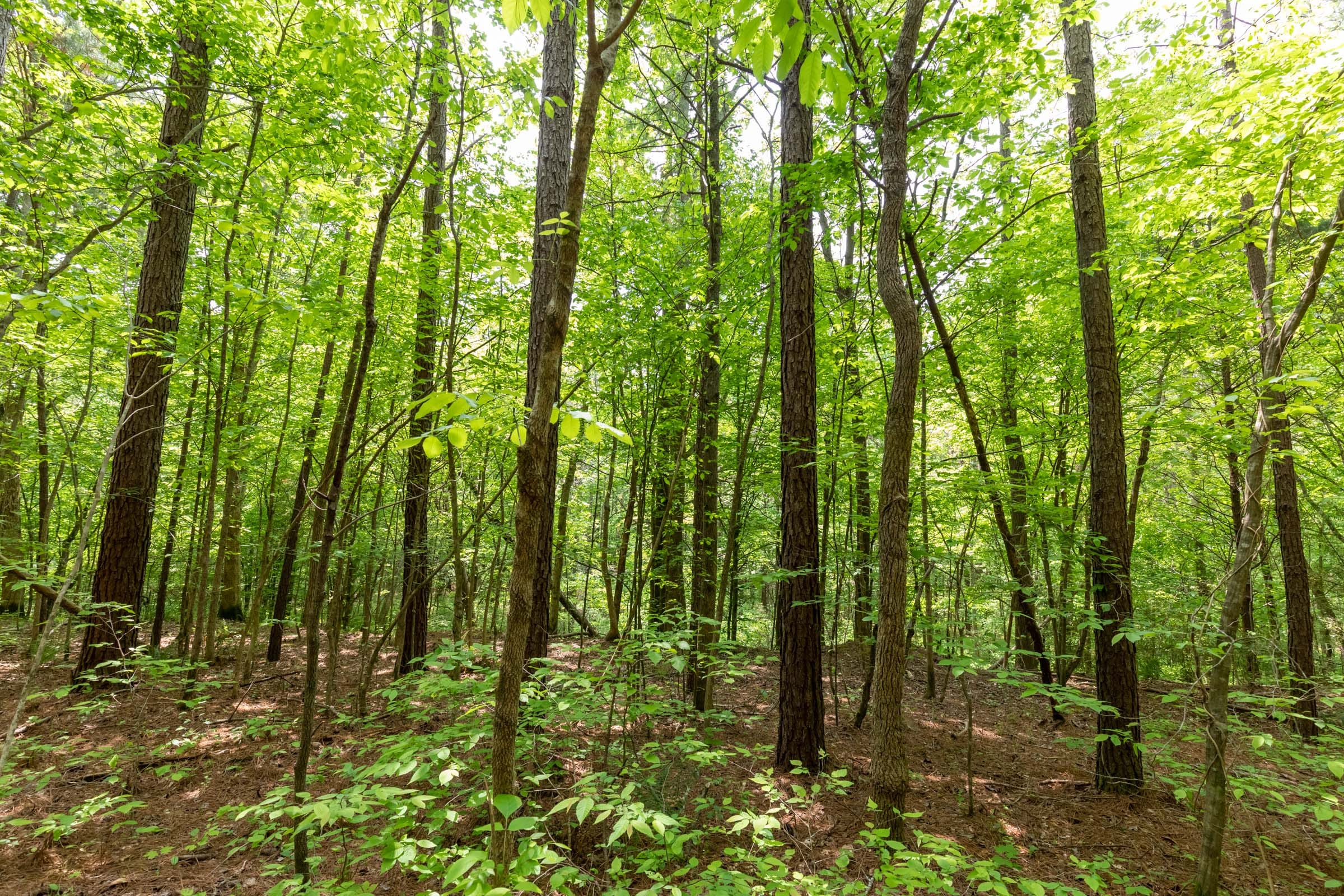 Cedar Creek Tract 37 photo 5
