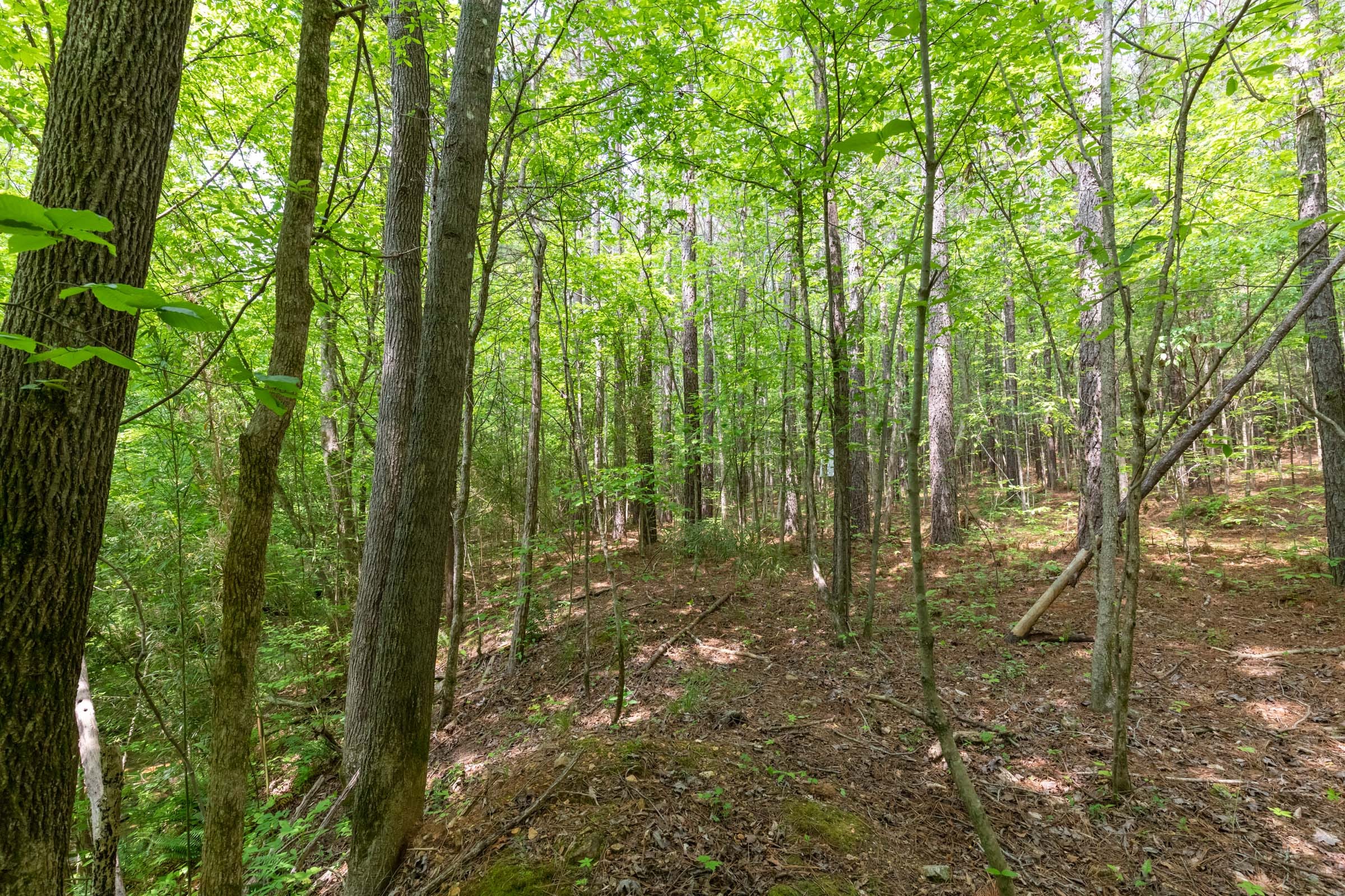 Cedar Creek Tract 37 photo 7