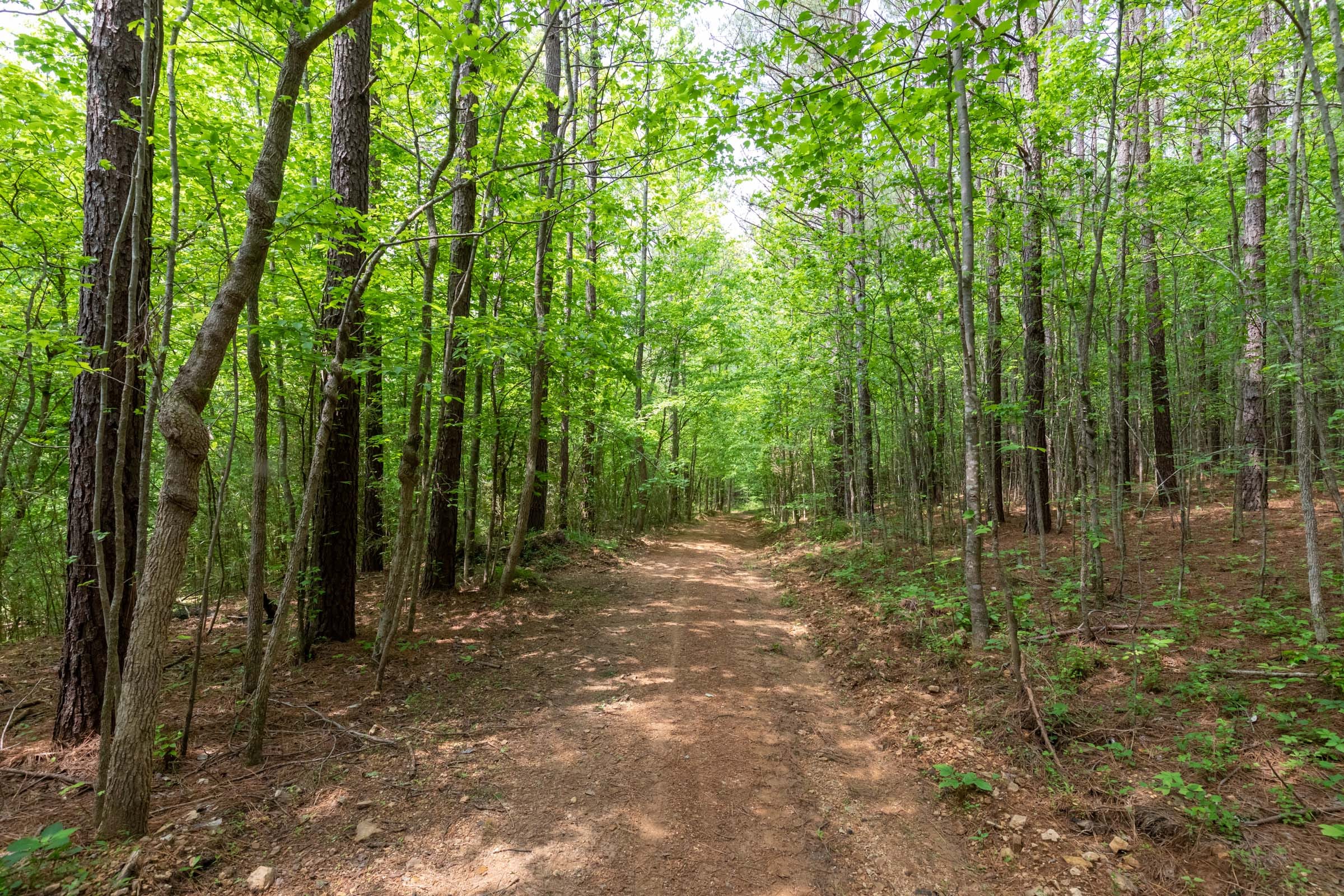 Cedar Creek Tract 37 photo 1