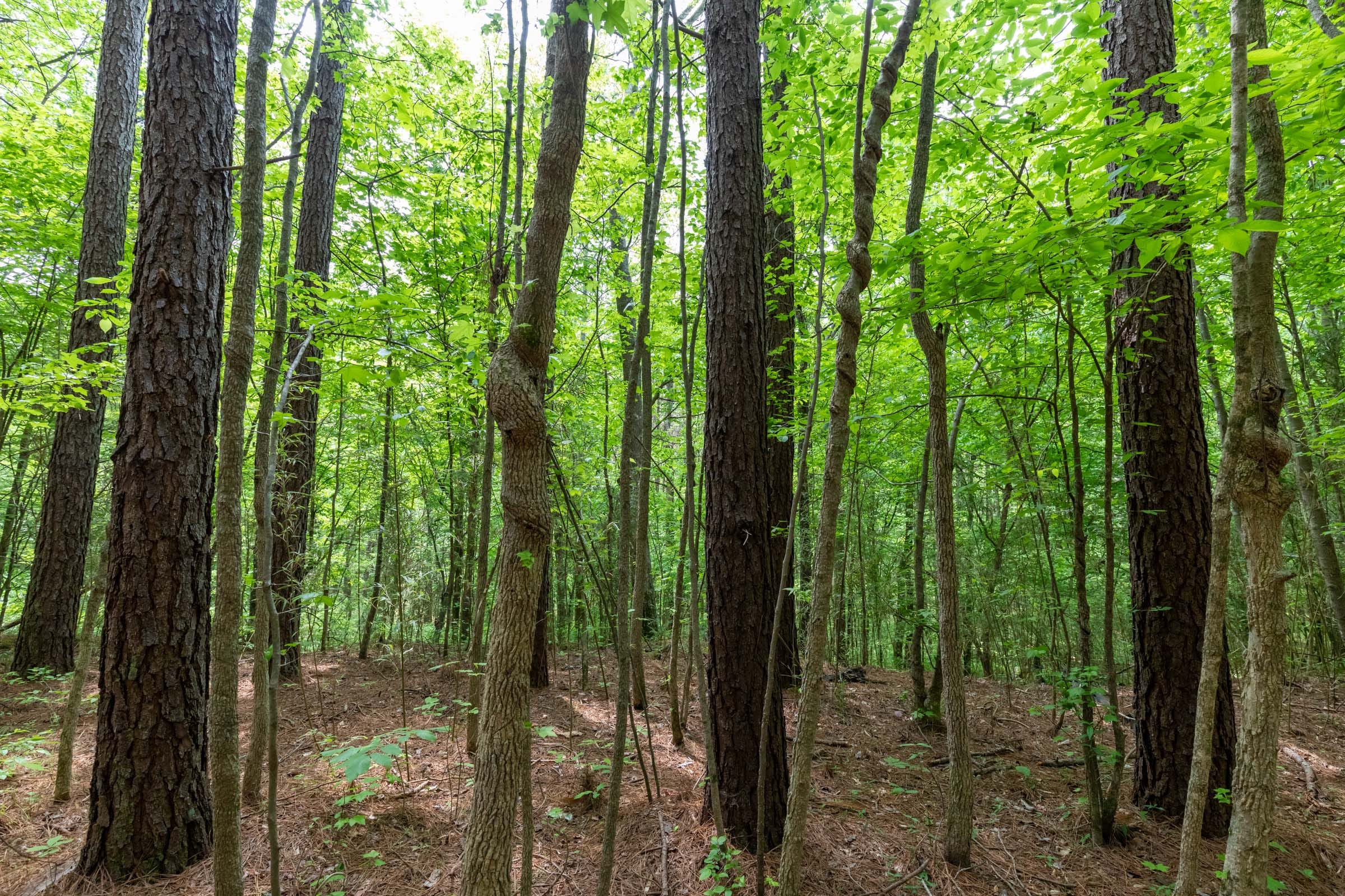 Cedar Creek Tract 37 photo 8