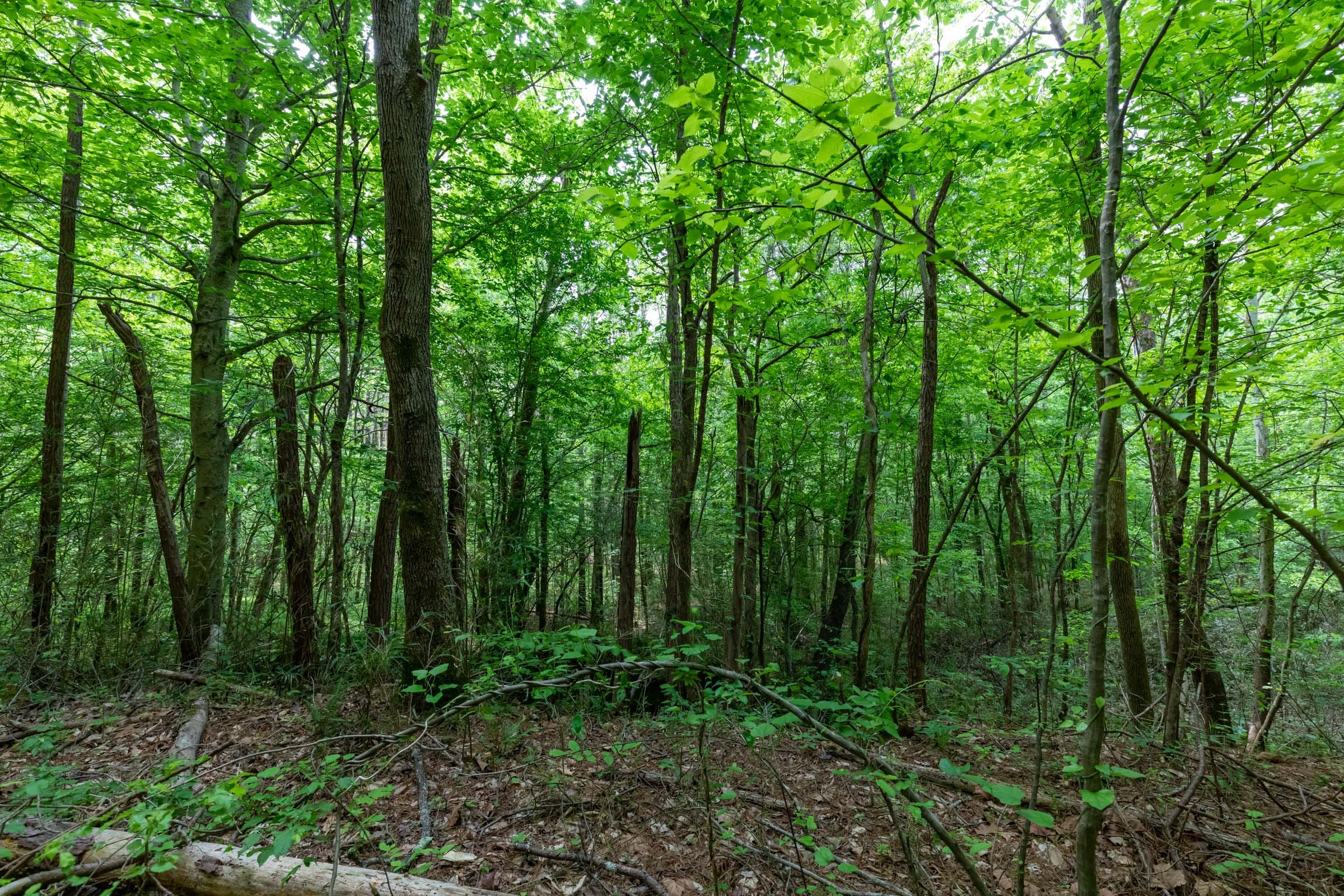 Cedar Creek Tract 37 photo 9