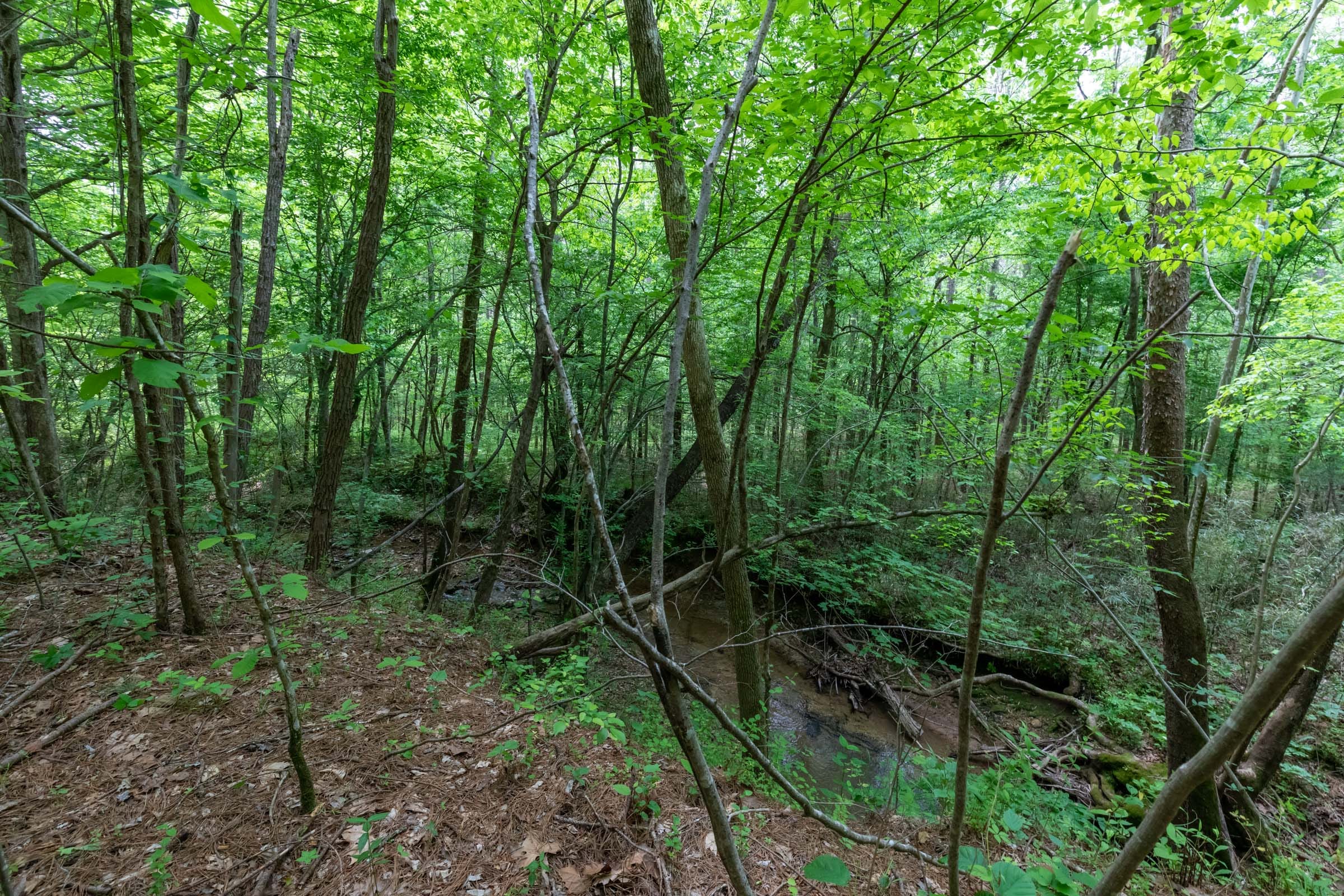Cedar Creek Tract 37 photo 10