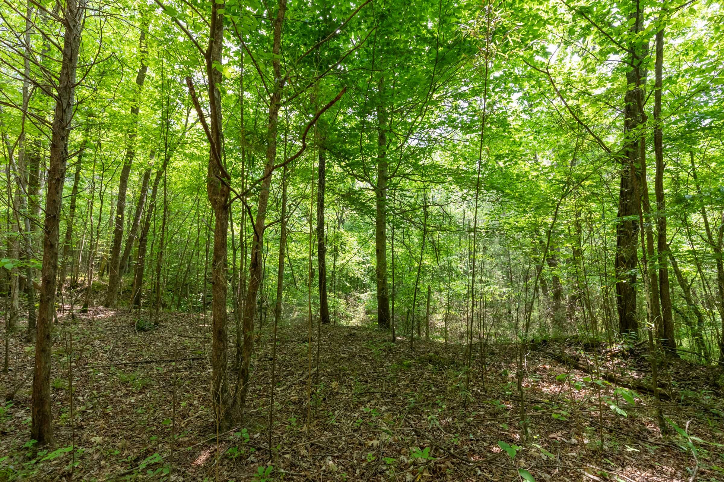 Cedar Creek Tract 37 photo 12
