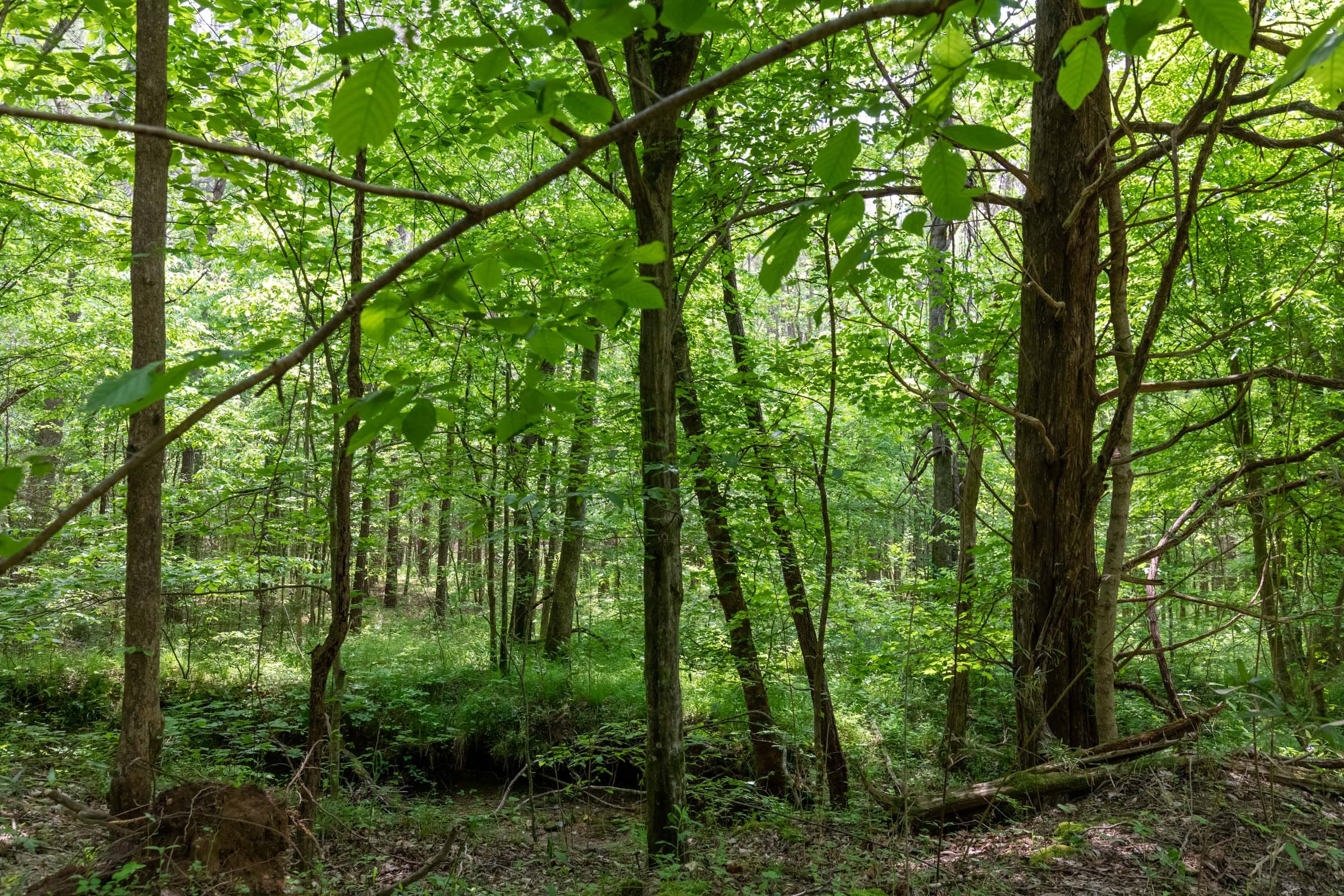 Cedar Creek Tract 37 photo 13