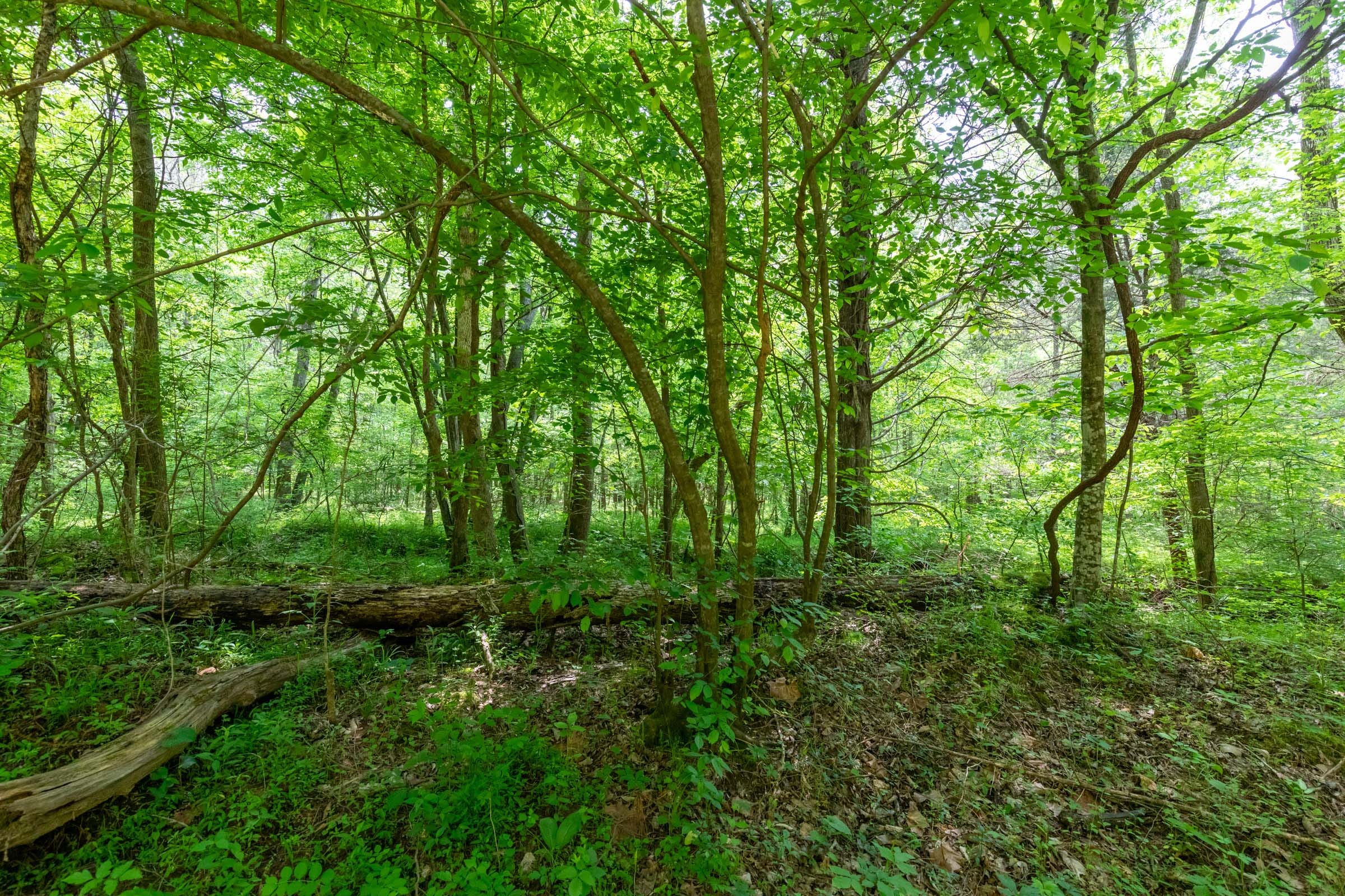 Cedar Creek Tract 37 photo 14