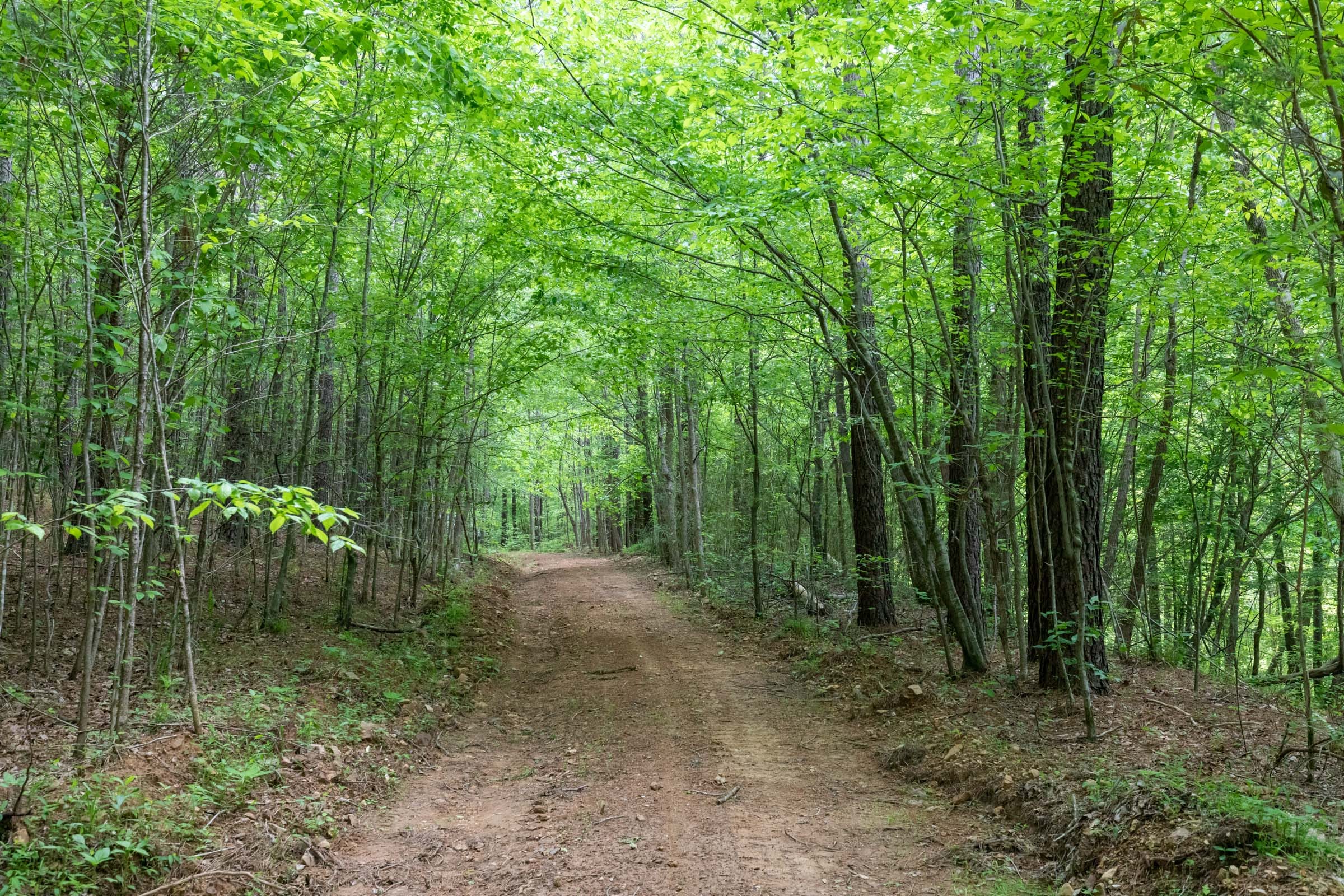 Cedar Creek Tract 37 photo 11