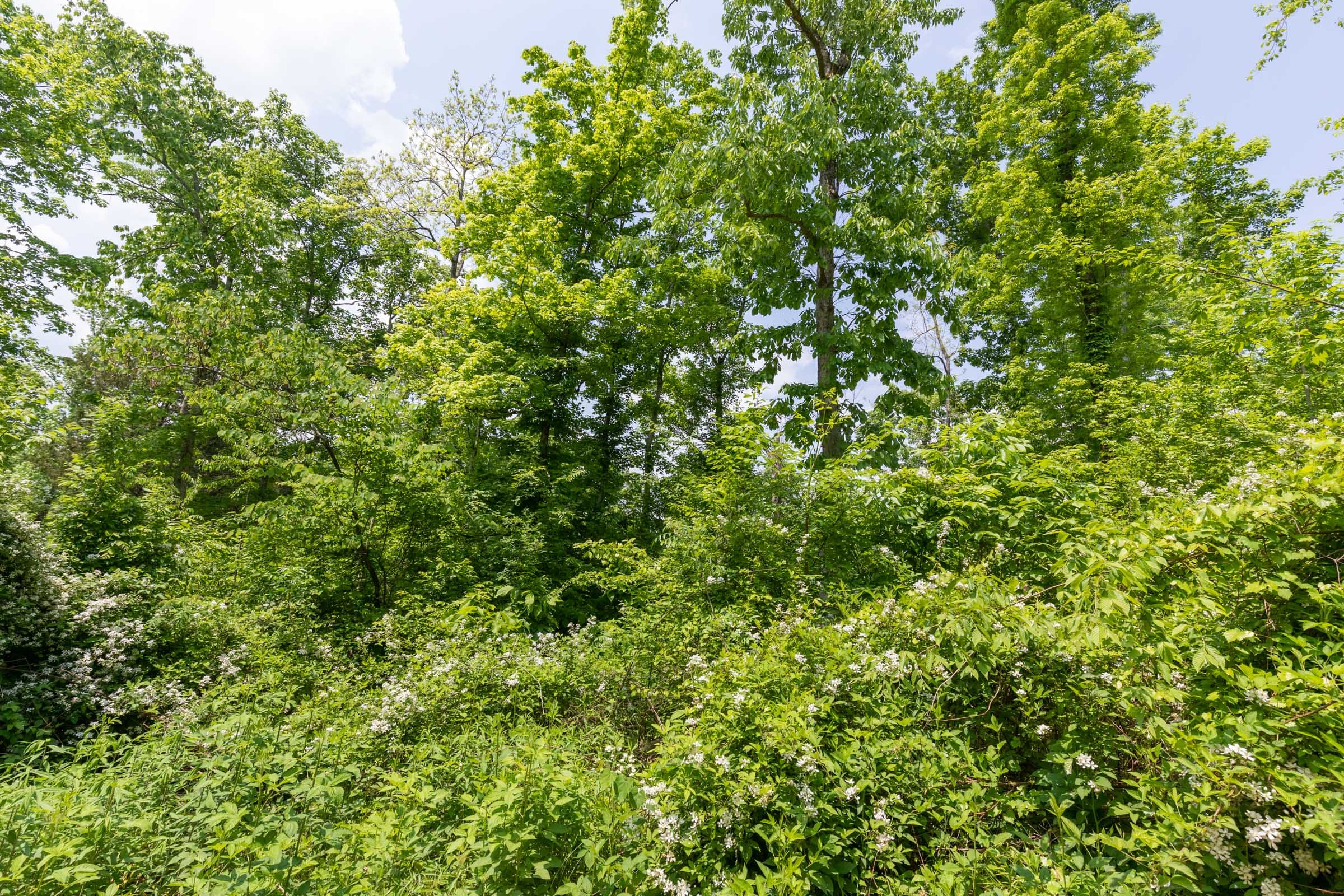 Cedar Creek Tract 37 photo 16