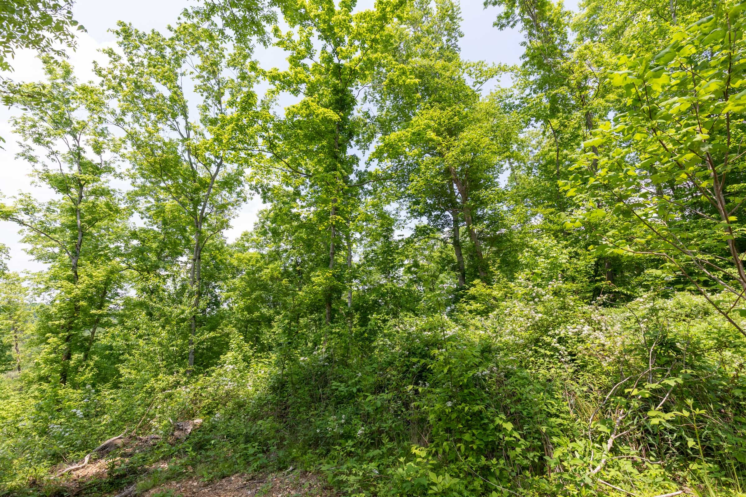 Cedar Creek Tract 37 photo 17