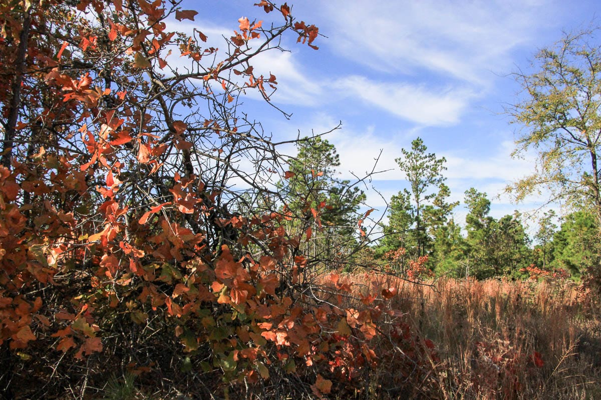 Stone Creek Phase III Tract 46 photo 5