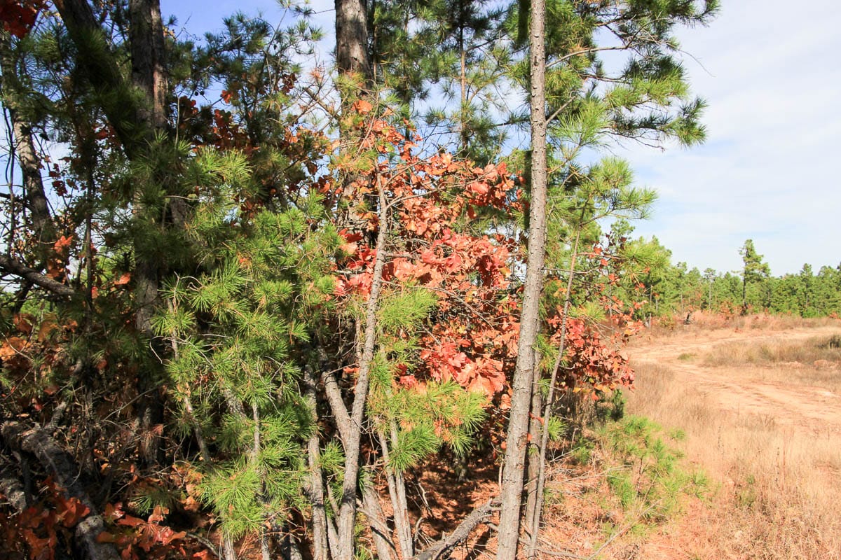Stone Creek Phase III Tract 46 photo 7