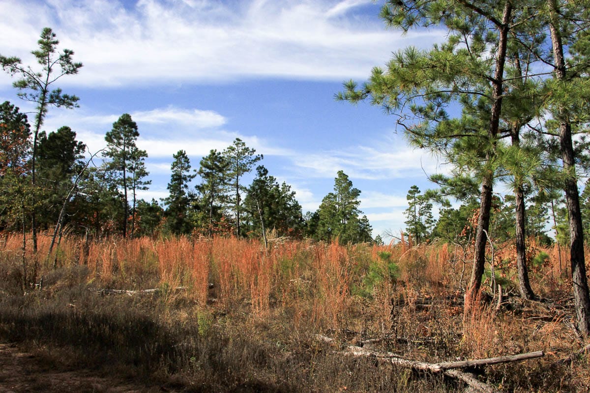 Stone Creek Phase III Tract 46 photo 8