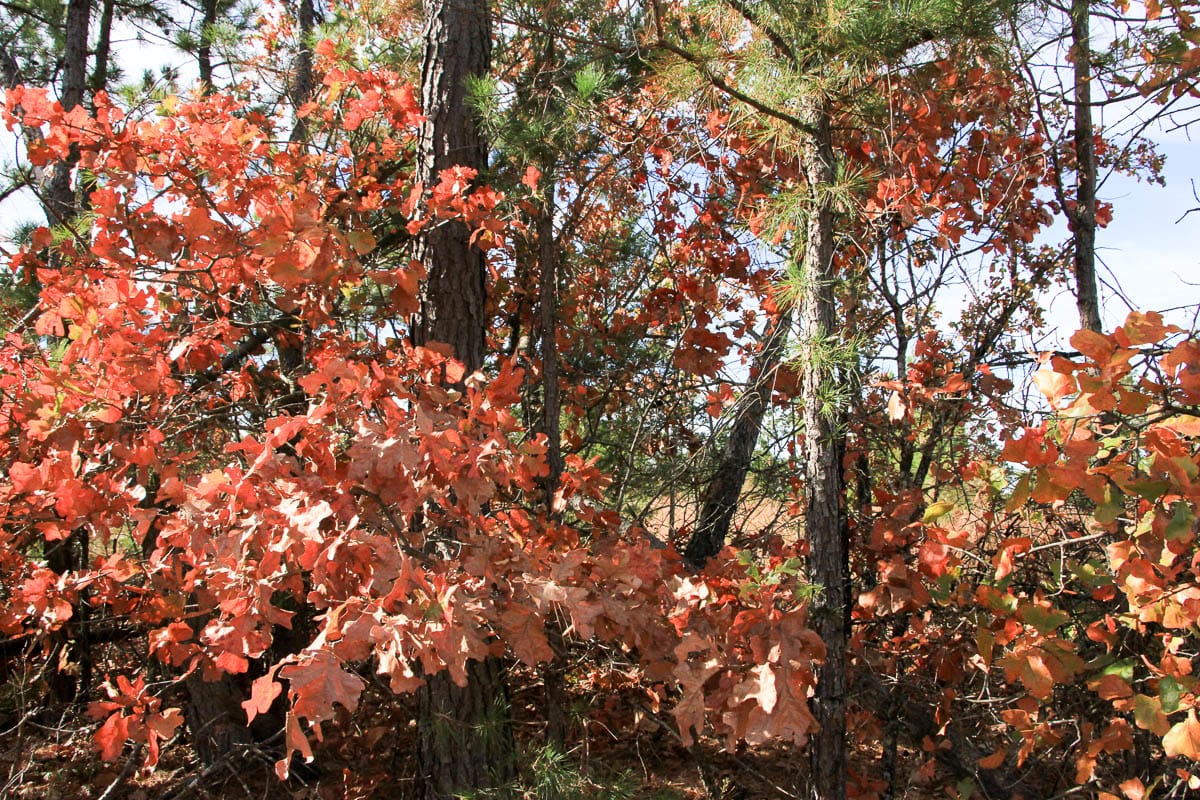 Stone Creek Phase III Tract 46 photo 13