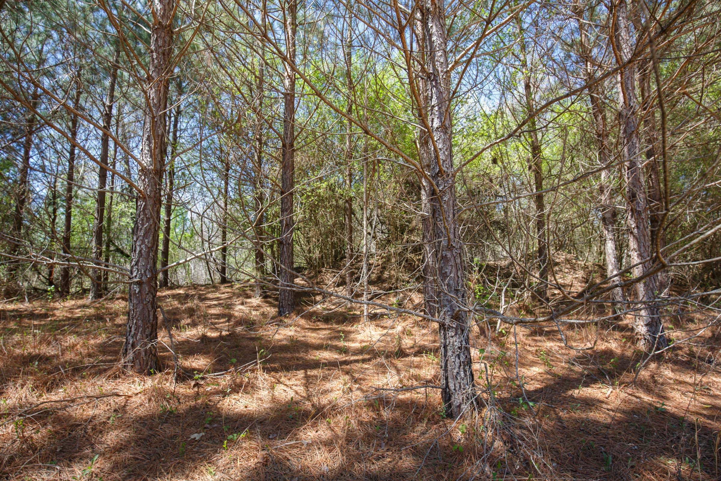 Southern Hills Tract 15 photo 3