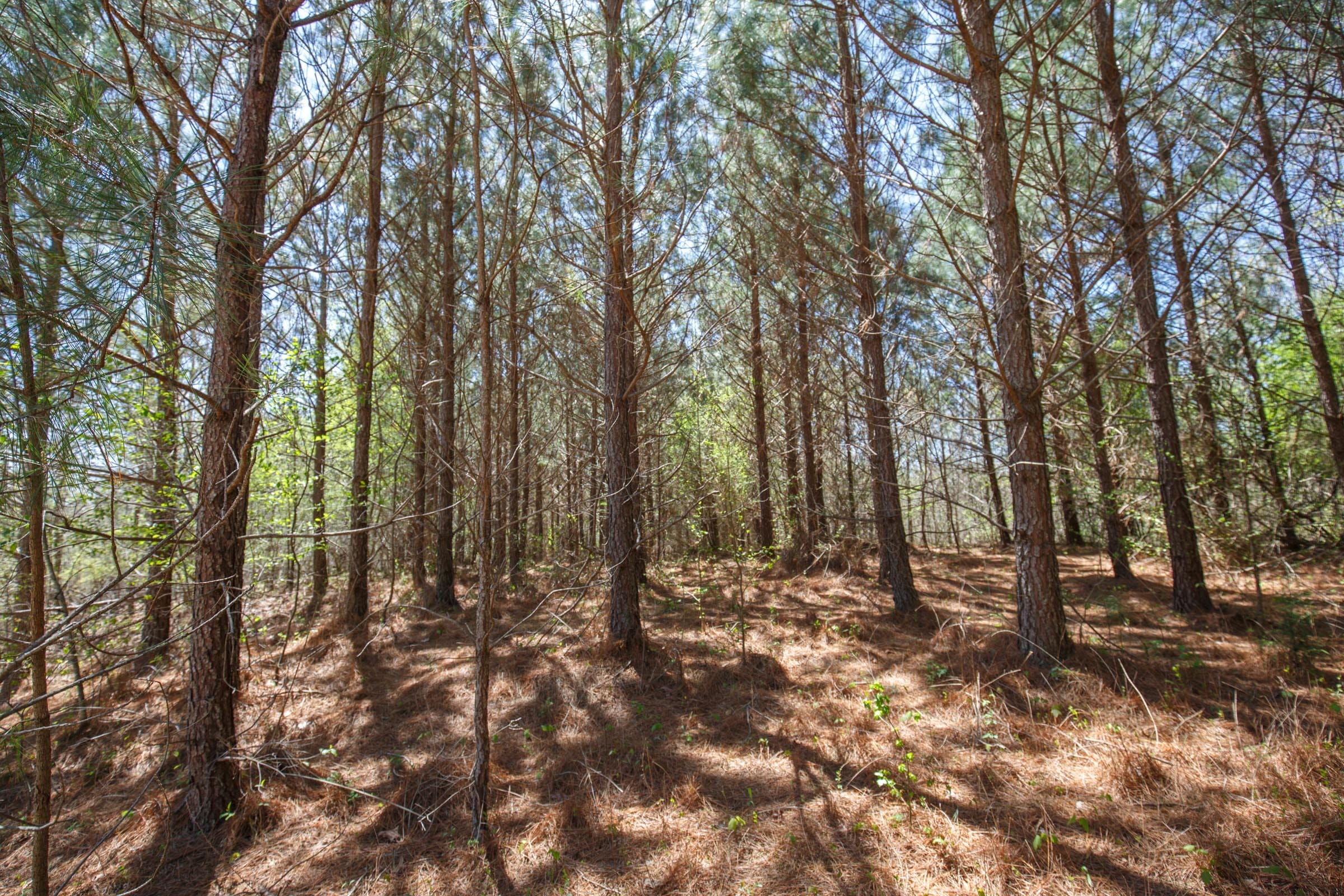 Southern Hills Tract 15 photo 5